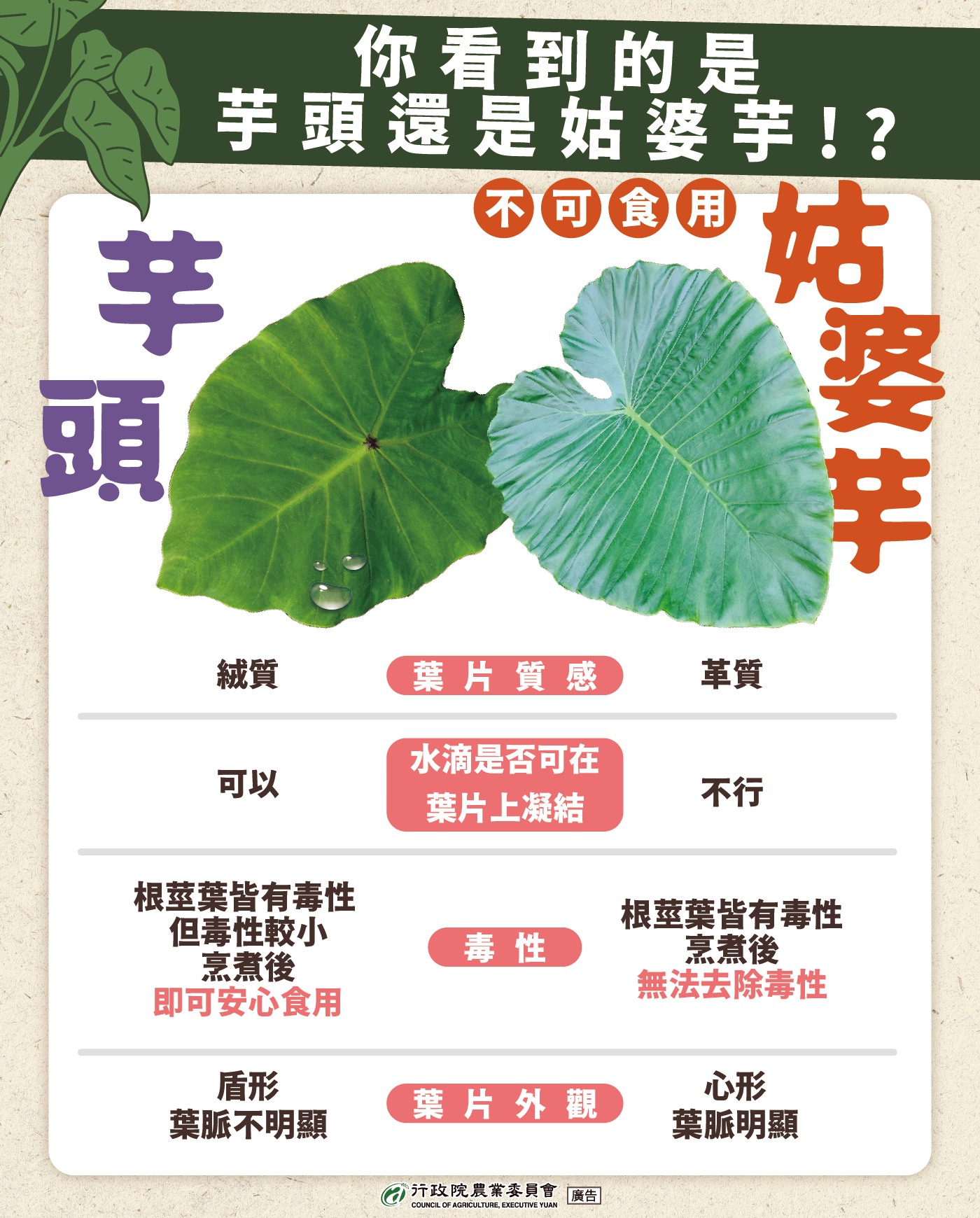 芋頭和姑婆芋該怎麼分辨?
