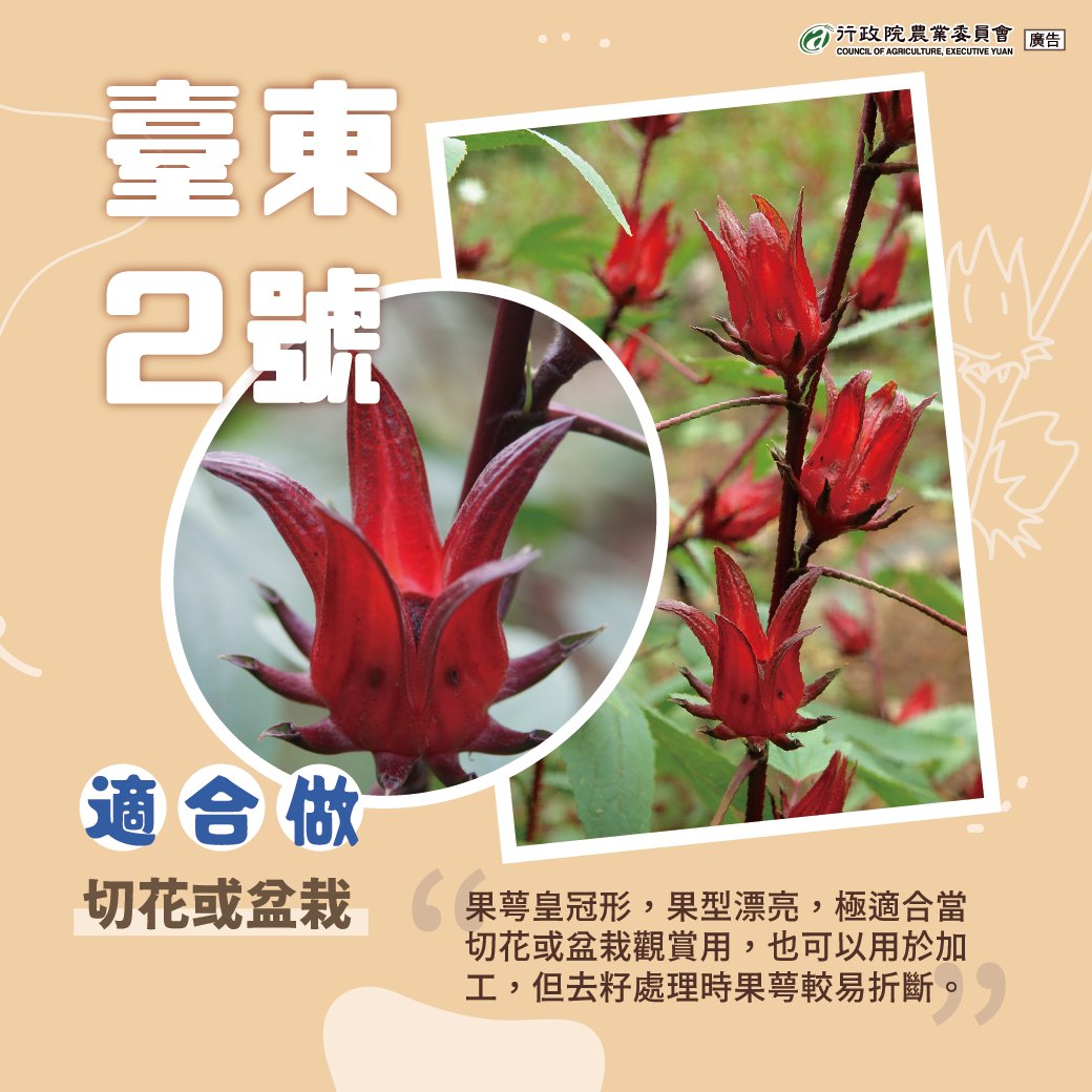 臺東2號