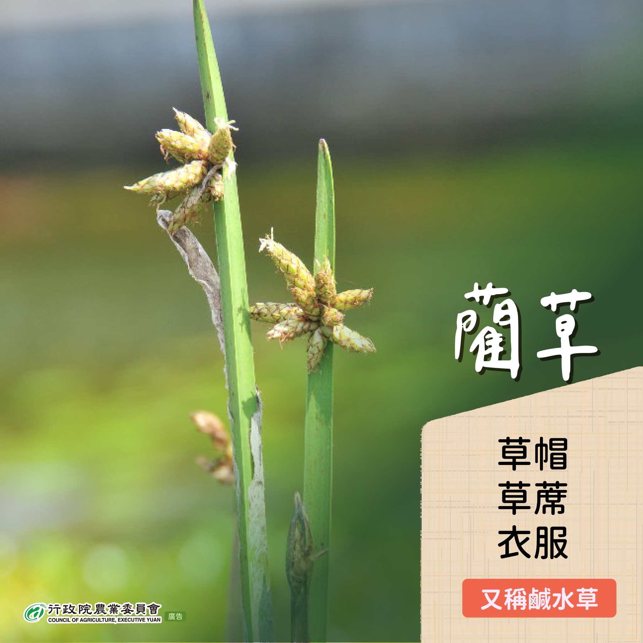 4.藺草