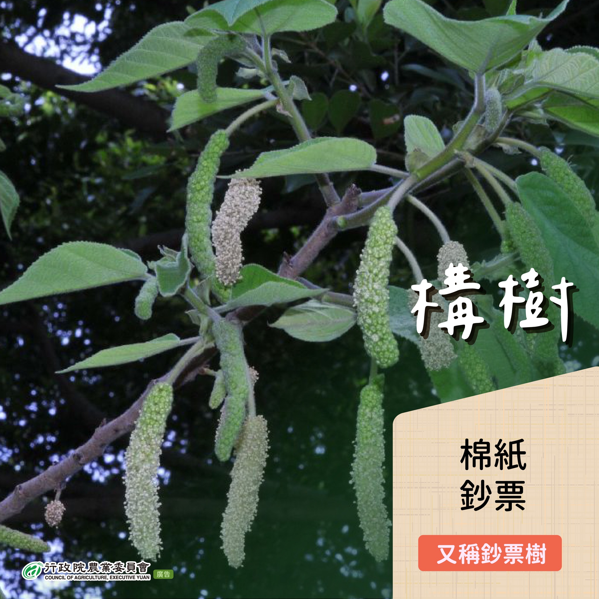 5.構樹