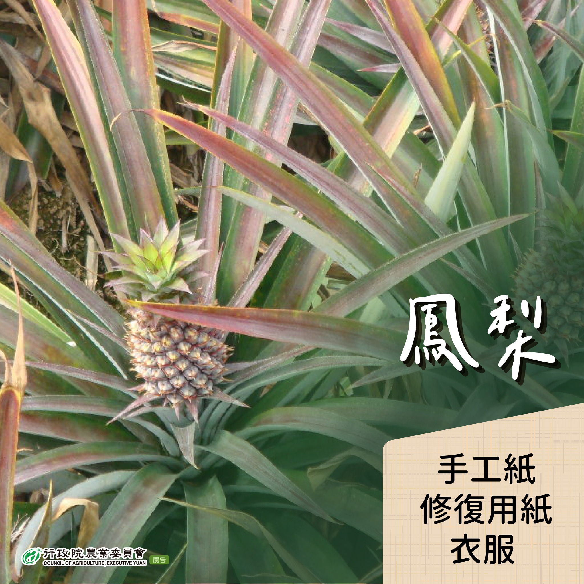 6.鳳梨