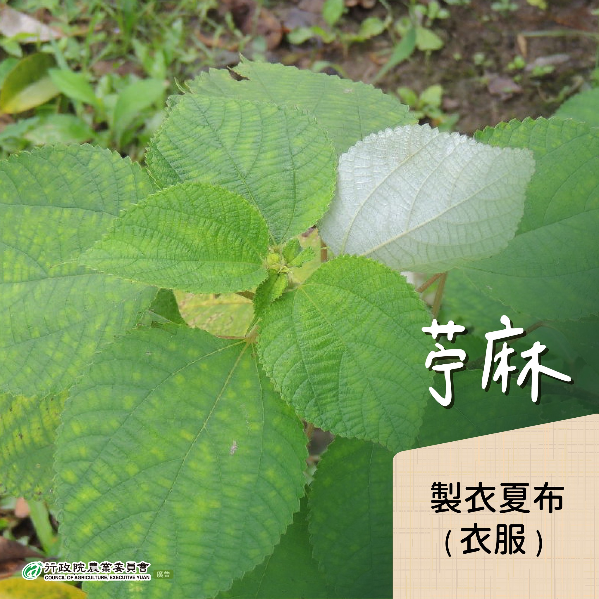 7.苧麻