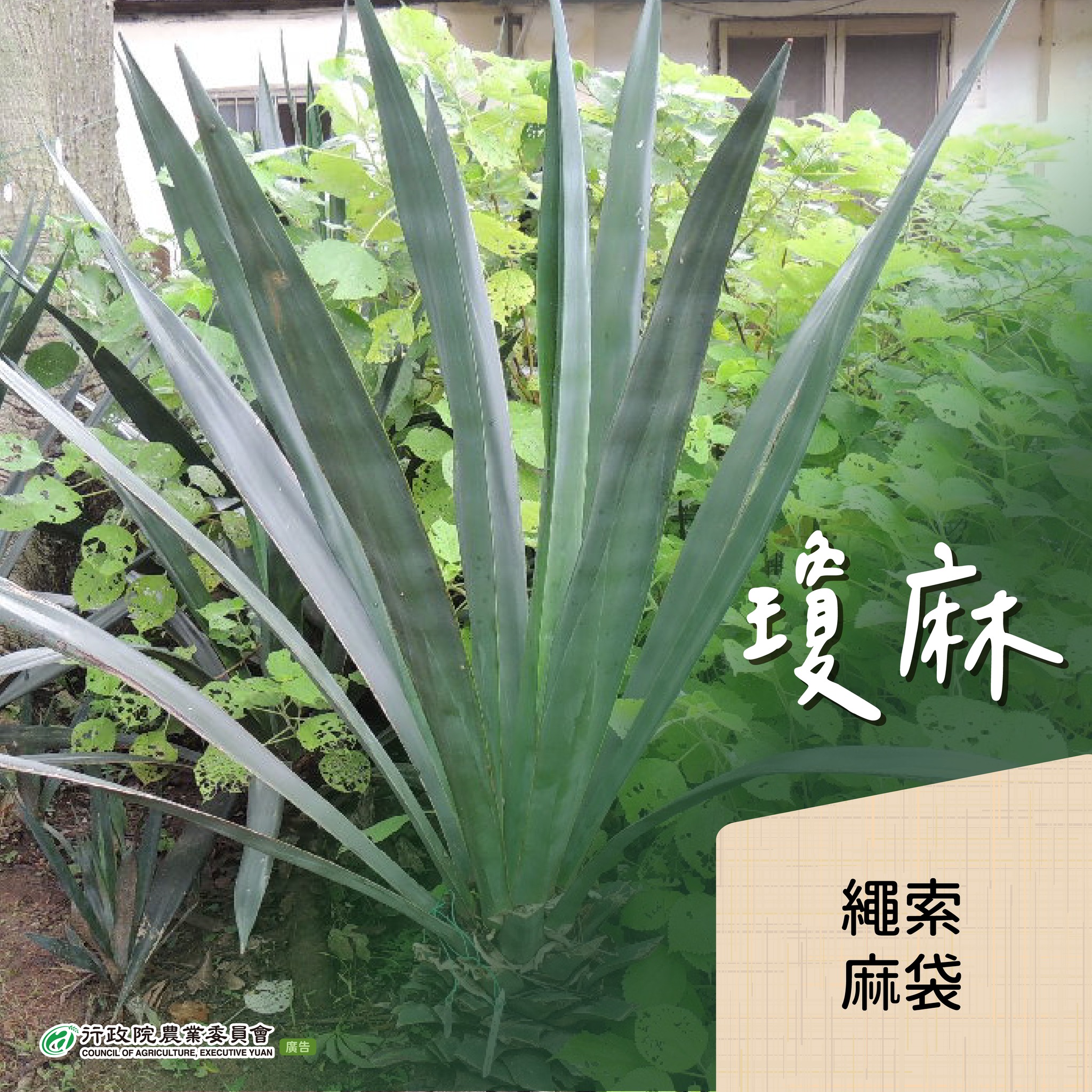8.瓊麻