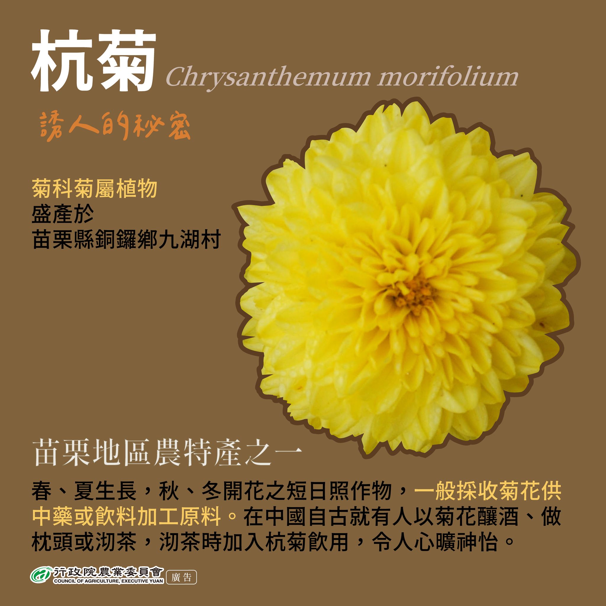 杭菊