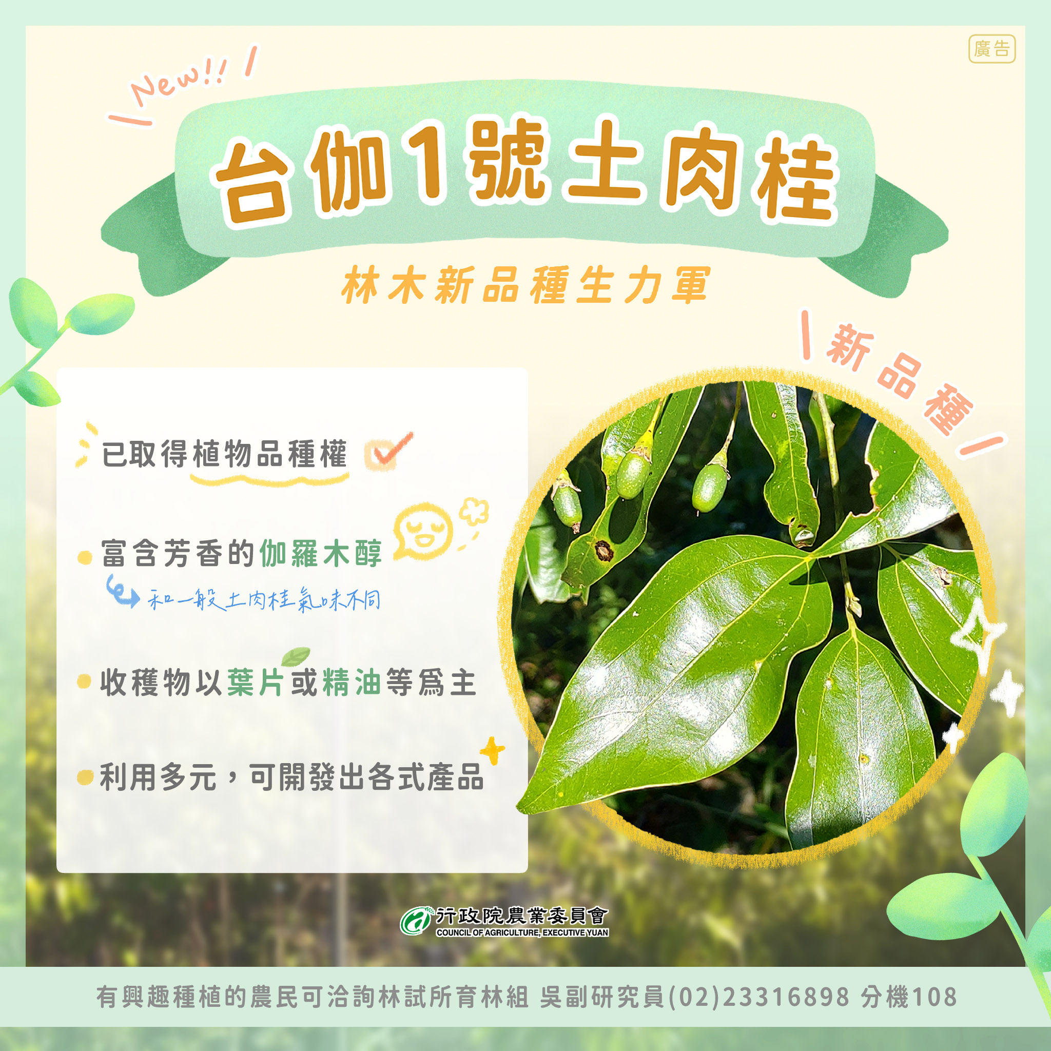 林木新品種—台伽1號土肉桂