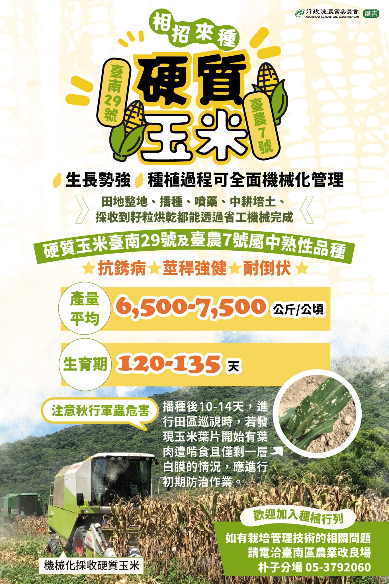 相招來種 硬質玉米 臺南29號和臺農7號