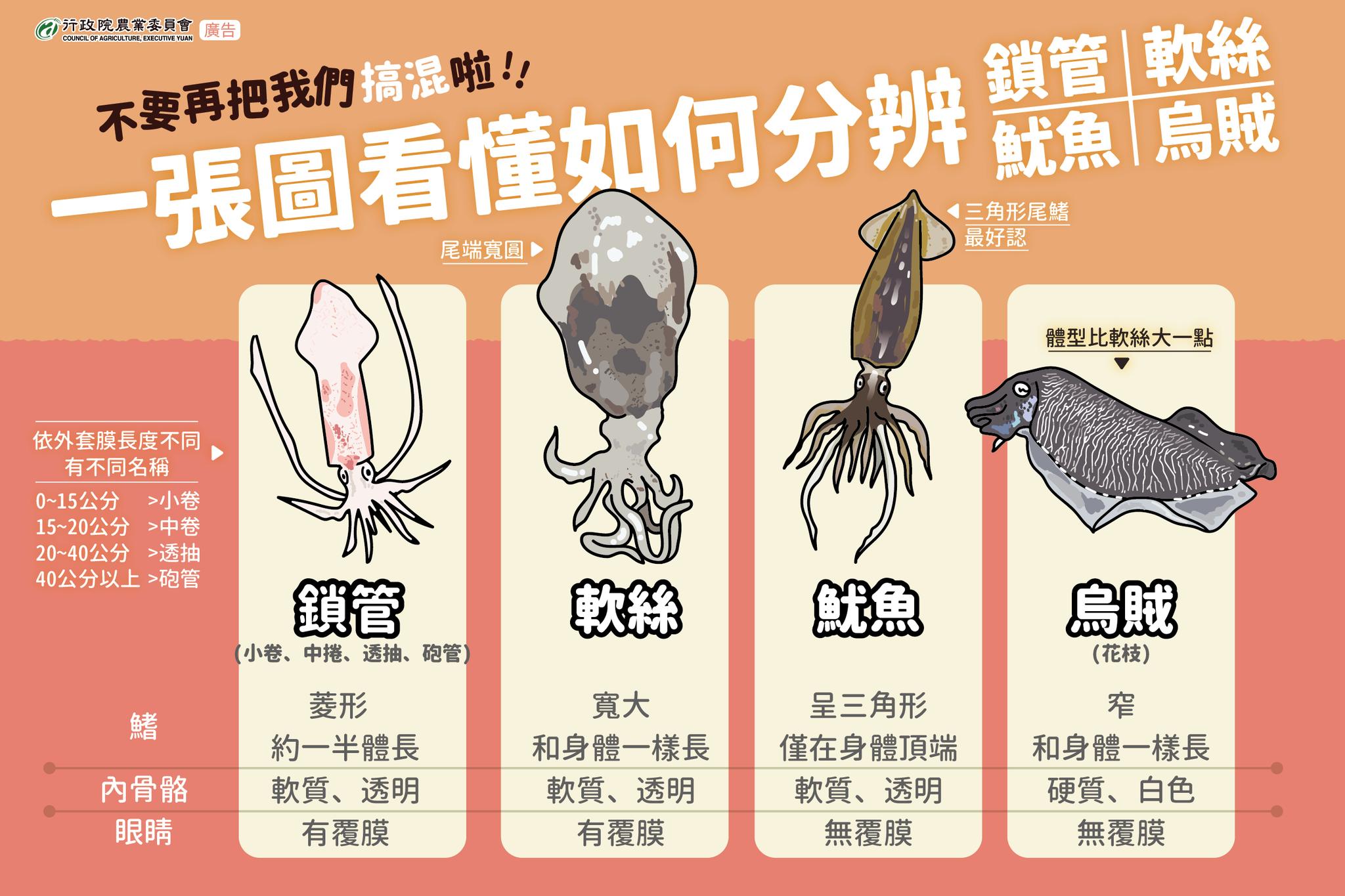 一張圖看懂如何分辨鎖管、軟絲、魷魚、烏賊