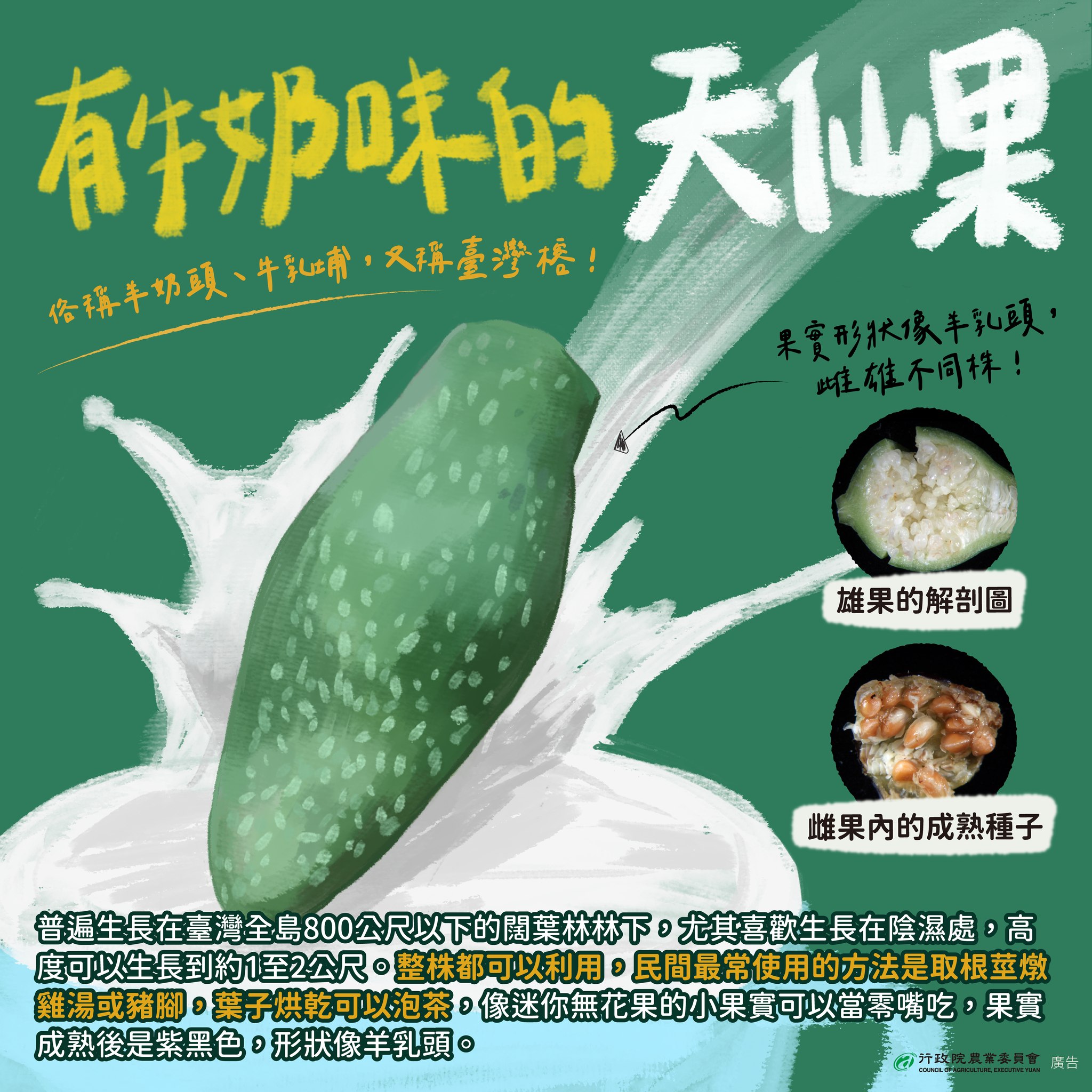 有牛奶味的天仙果