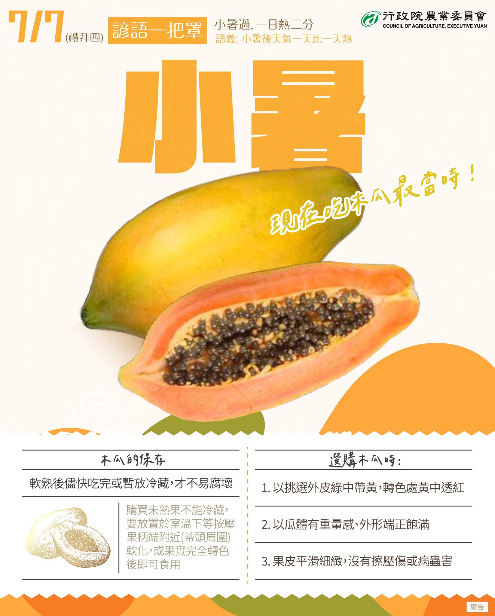 小暑 吃木瓜最當時