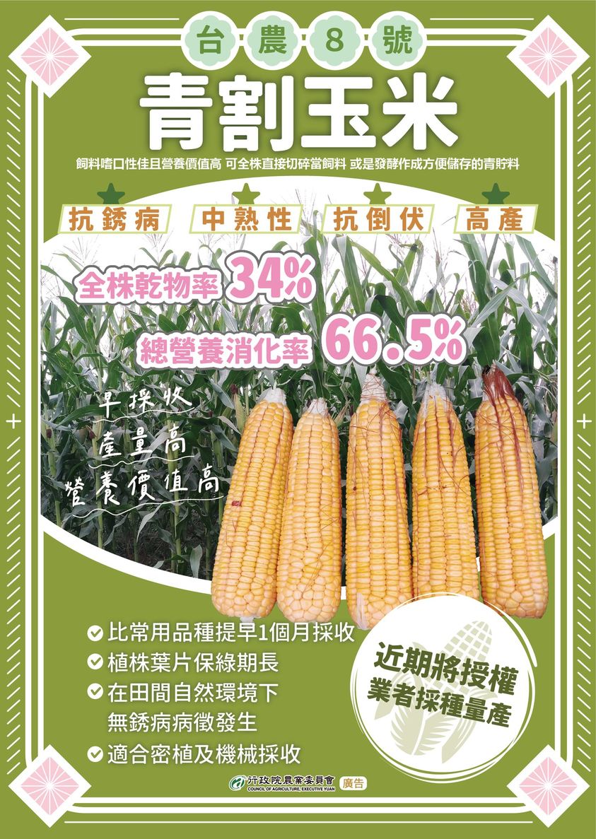 0706台農8號 青割玉米介紹