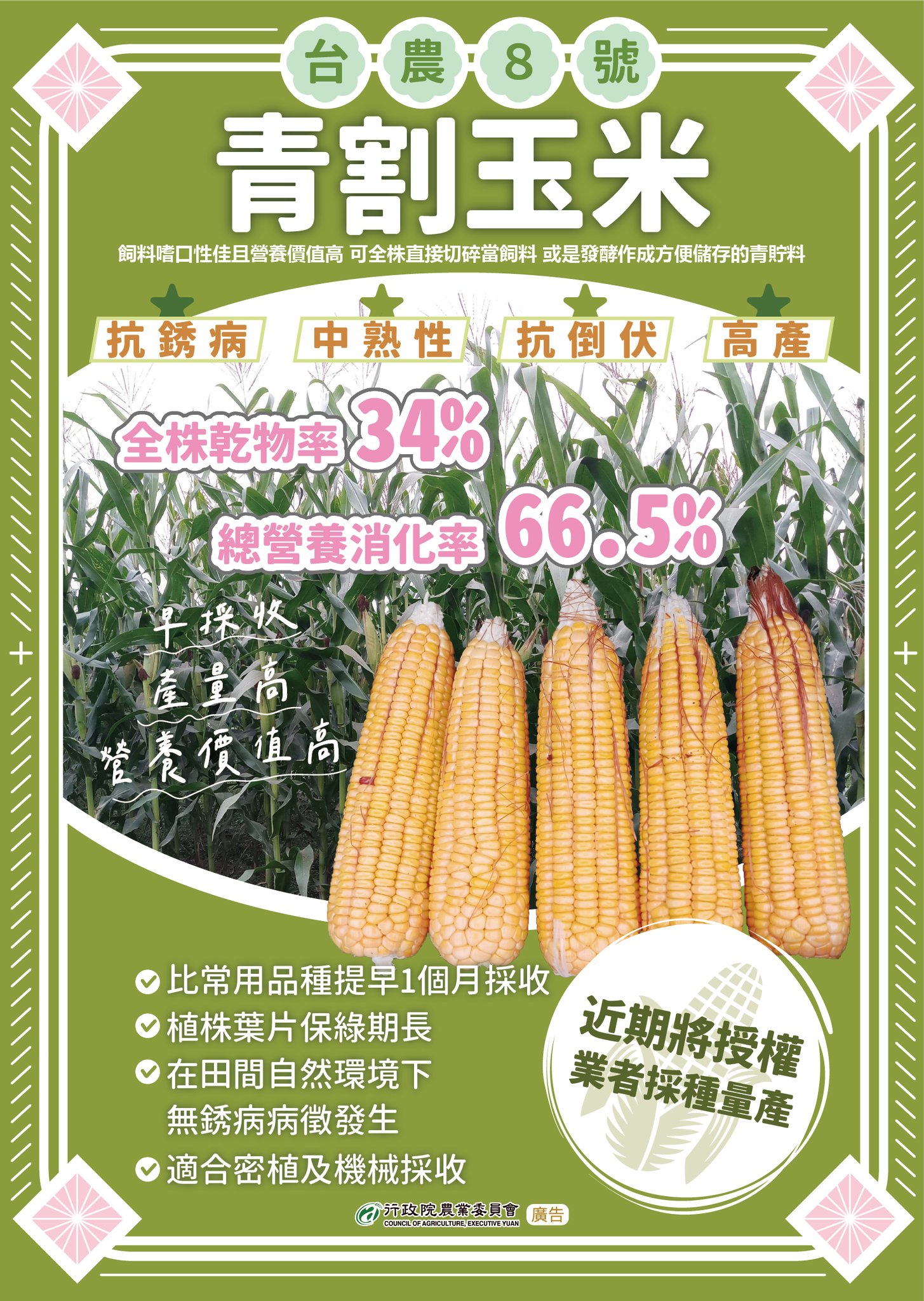 國產芻料新生力軍 青割玉米專用品種「台農8號」