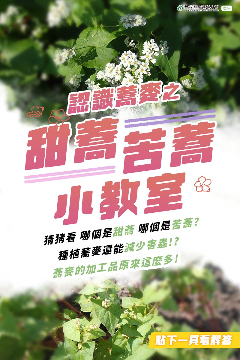原來蕎麥還有分甜蕎和苦蕎！