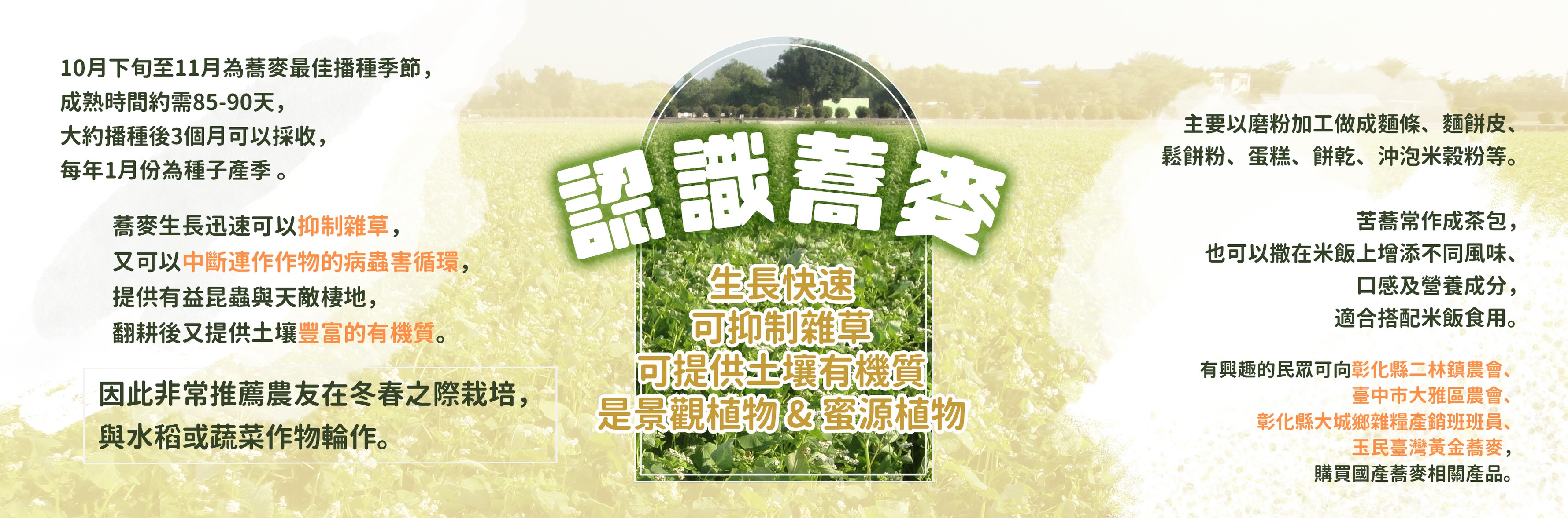 認識蕎麥