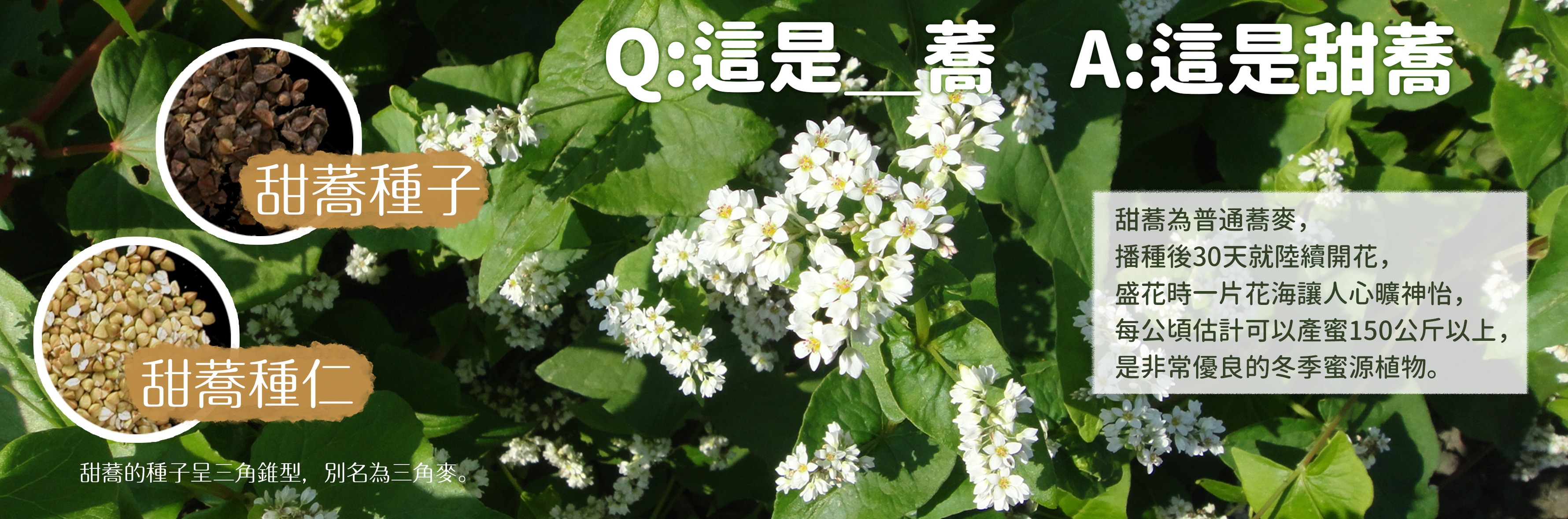 認識甜蕎