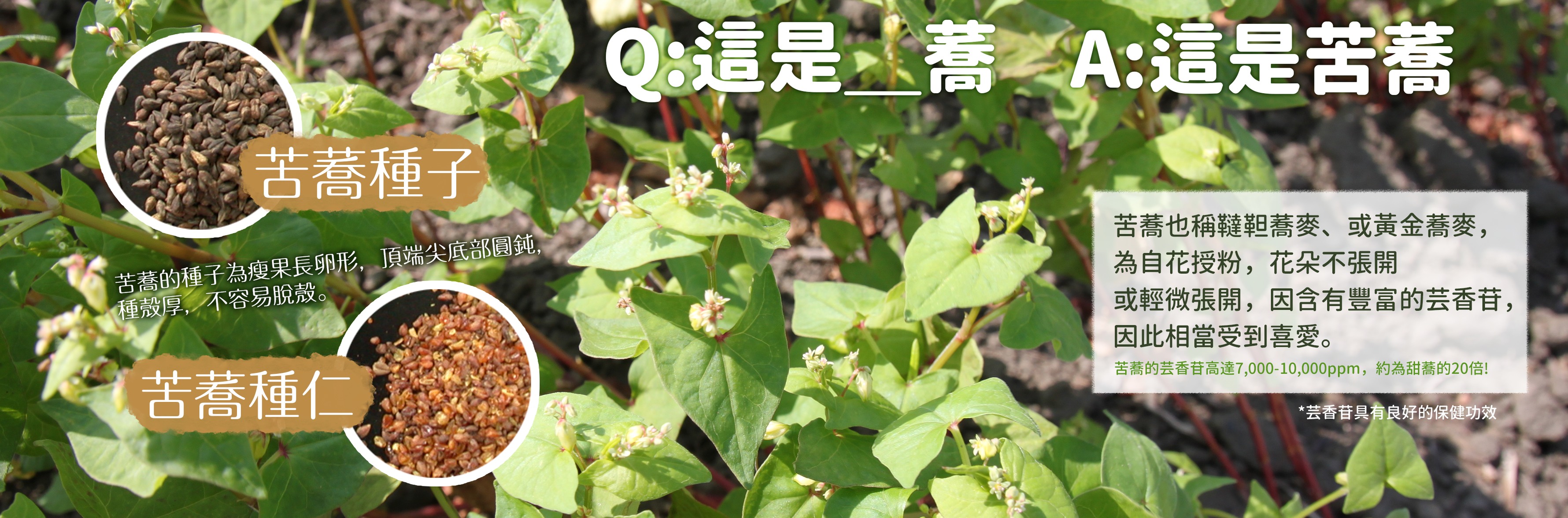 認識苦蕎