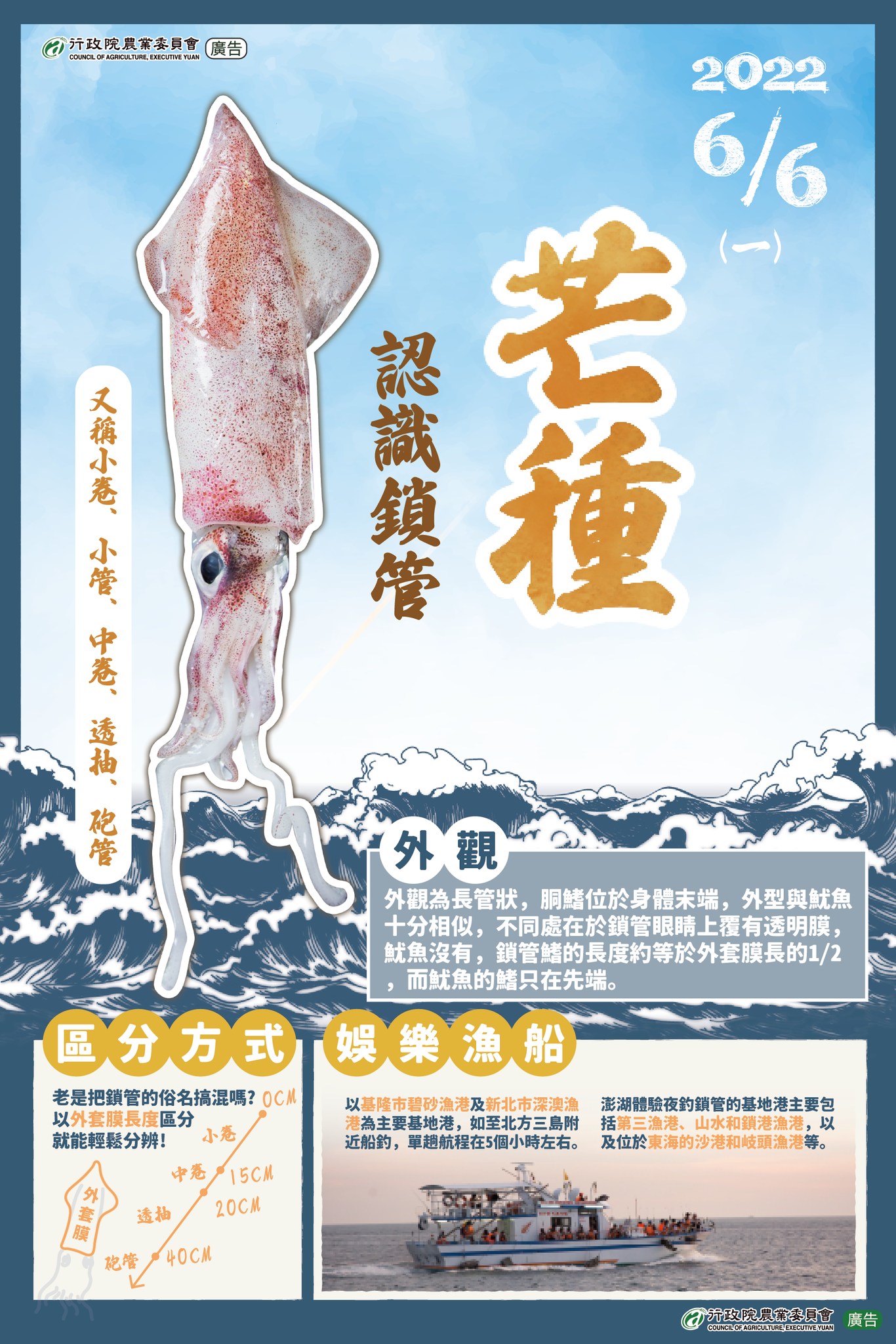 今天是芒種，來認識當季水產-鎖管吧