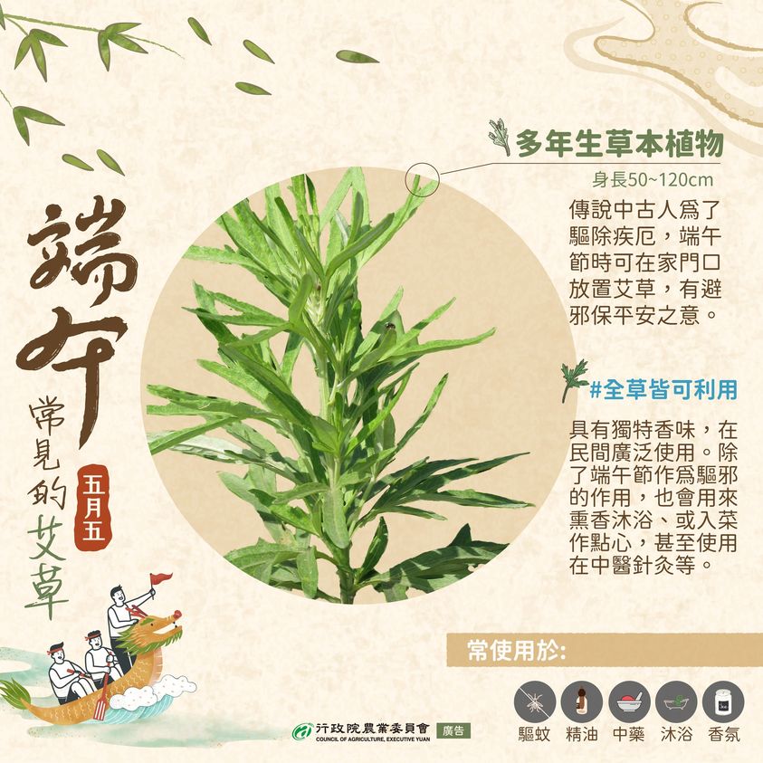 端午介紹艾草