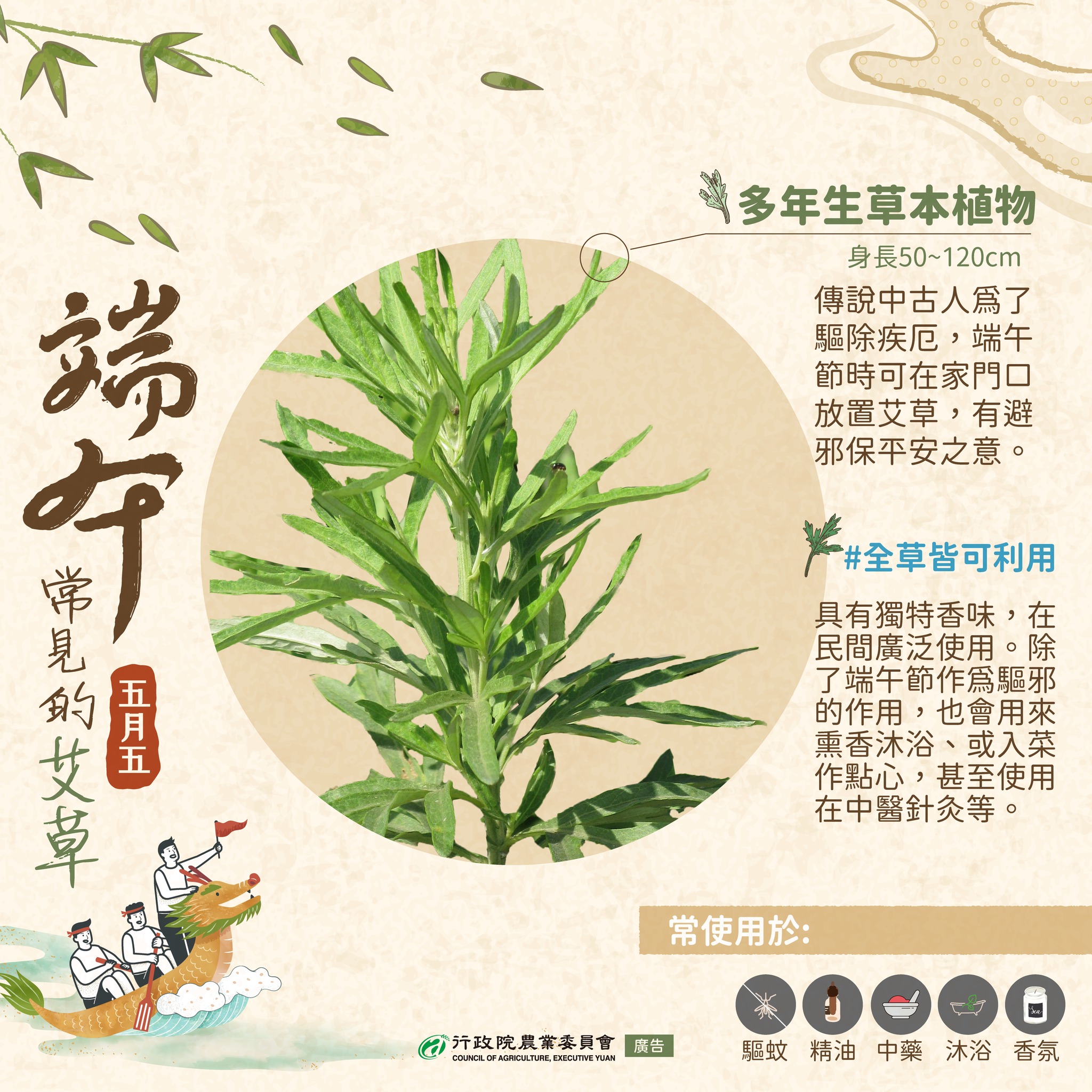 端午節常見的艾草
