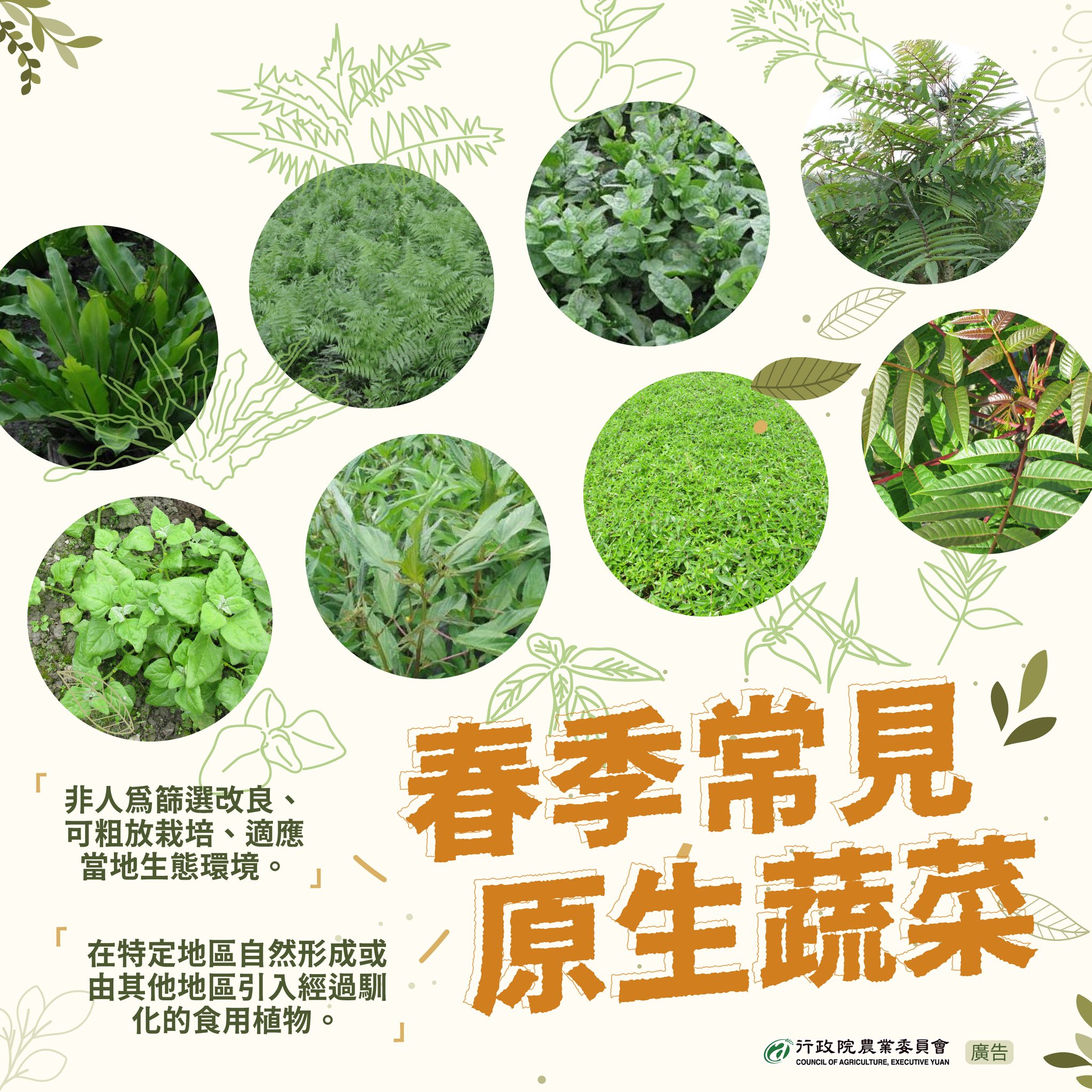 春季常見原生蔬菜