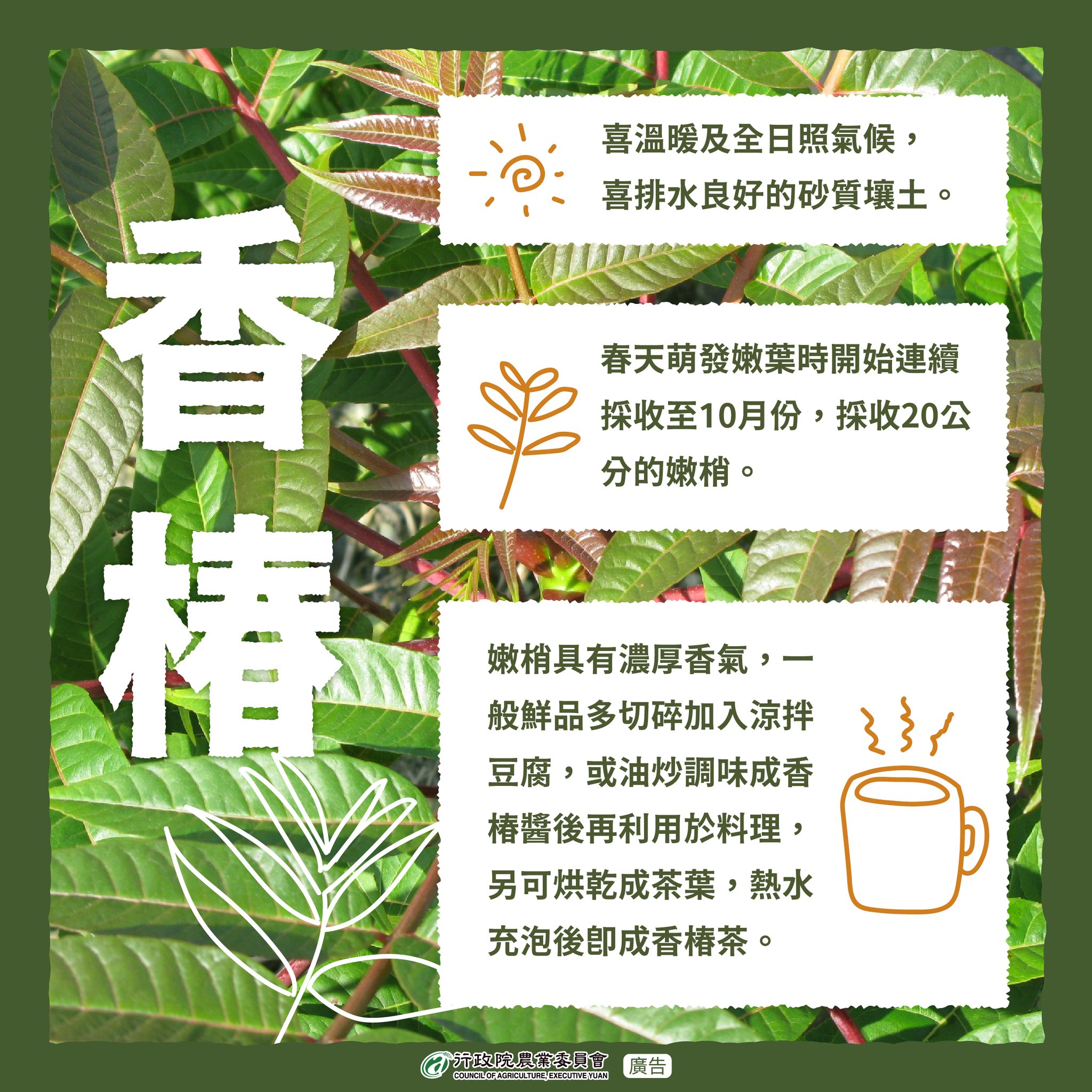 香椿