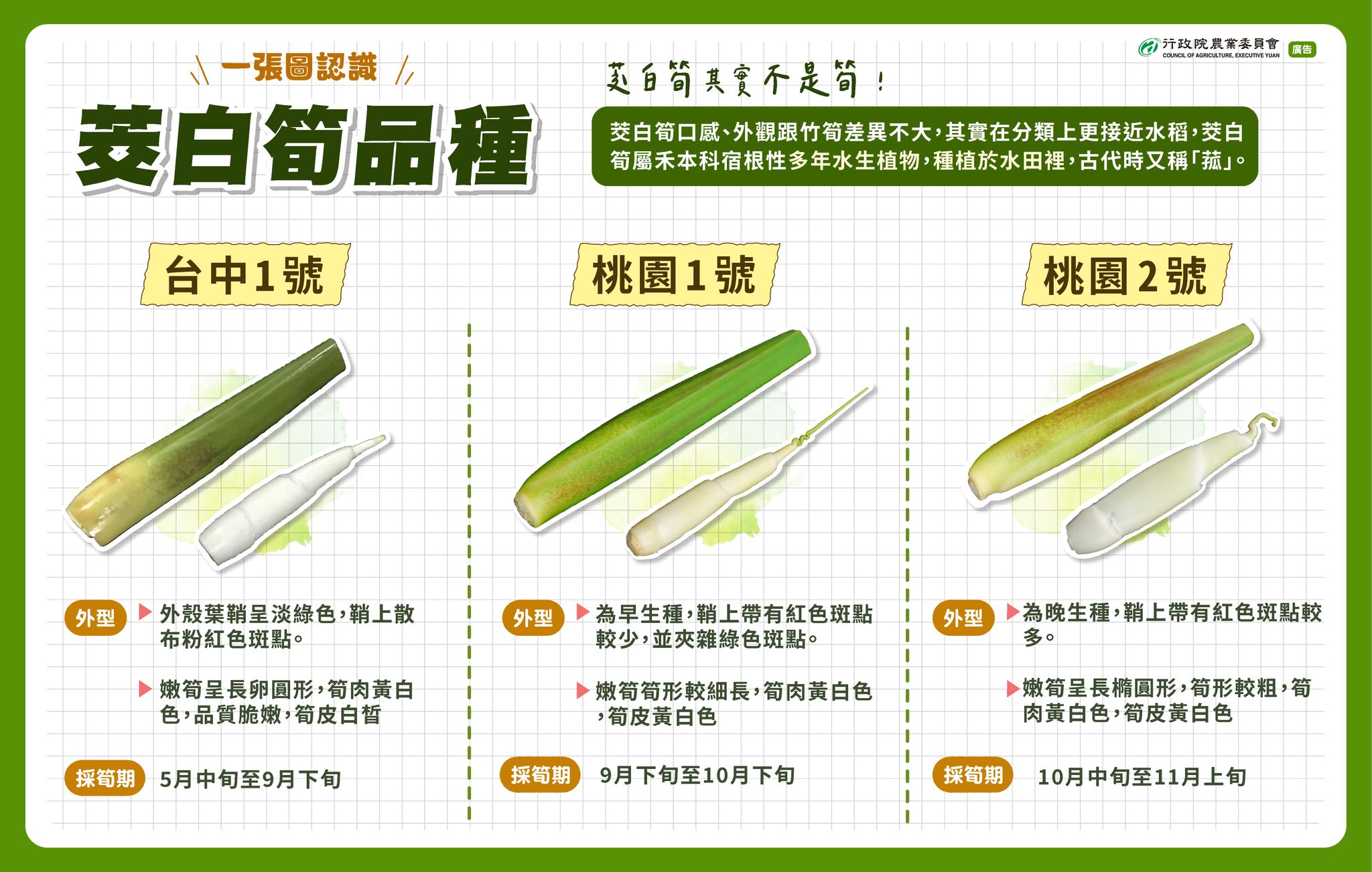 你知道茭白筍其實不是筍嗎？