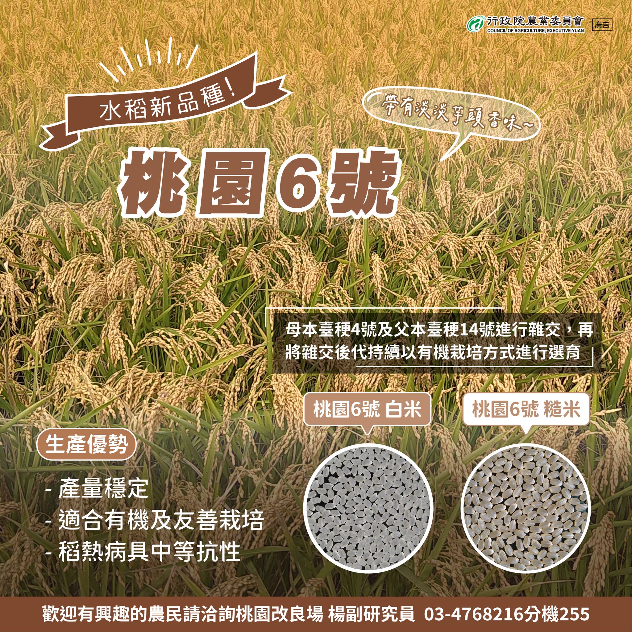 水稻新品種-桃園6號來囉