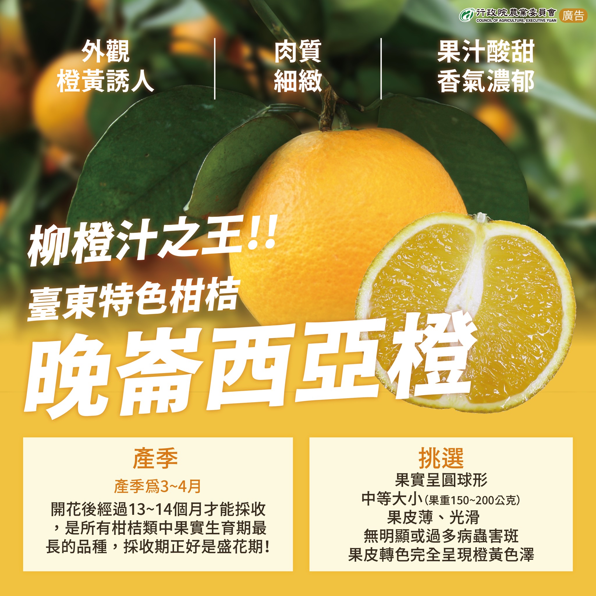 臺東特色柑桔 晚崙西亞橙
