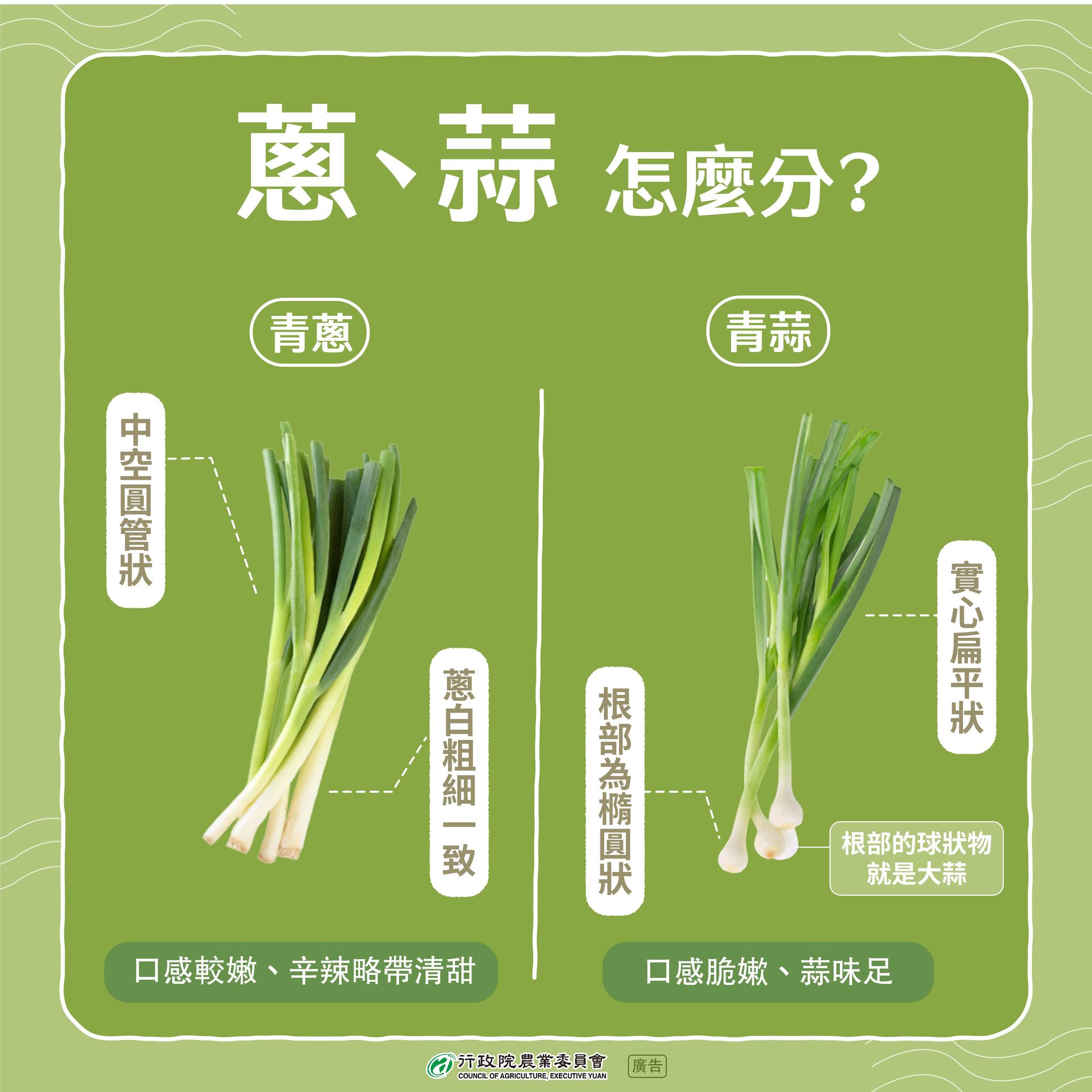 青蔥、青蒜搞不清？看圖2撇步教你區分！