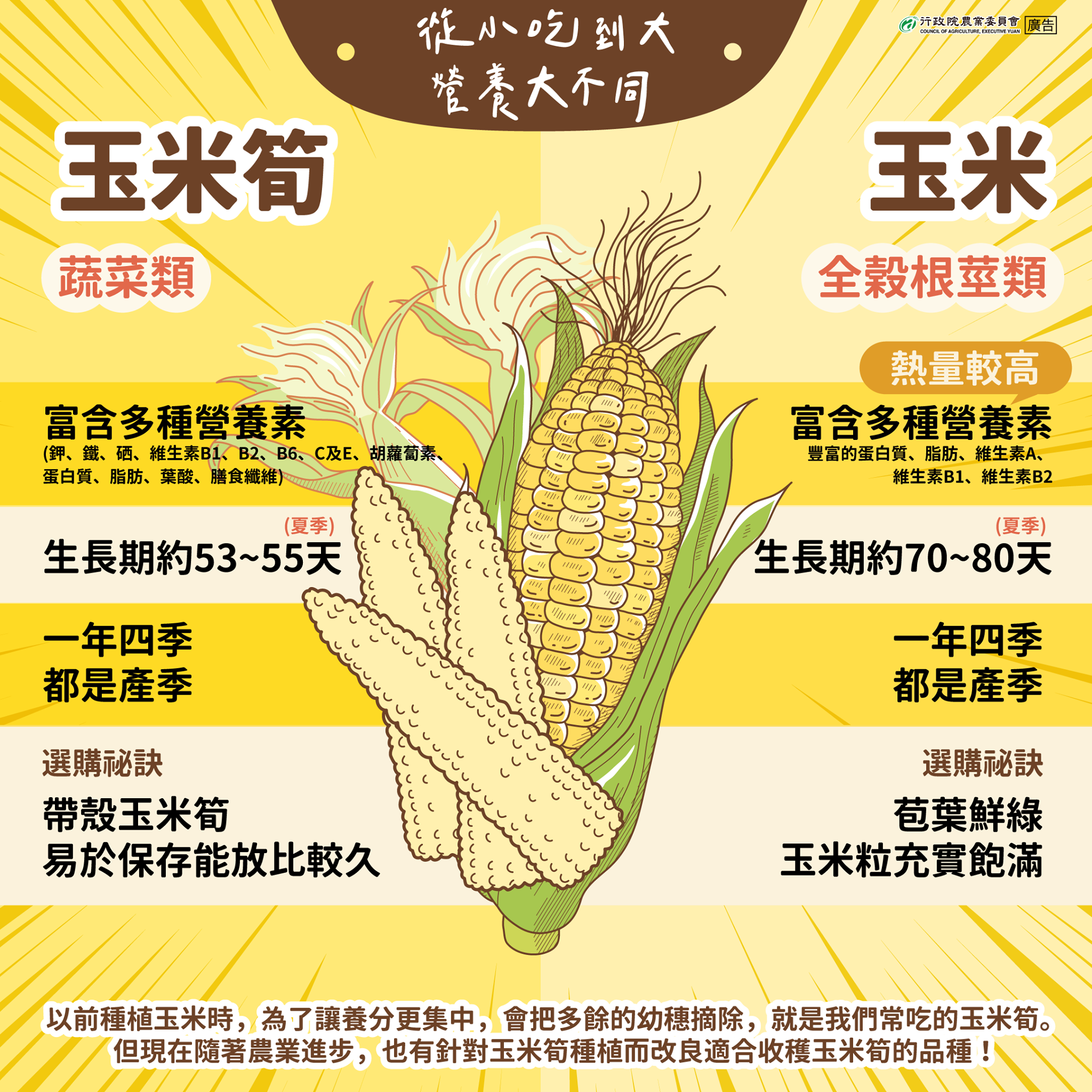 從小吃到大-玉米筍及玉米篇