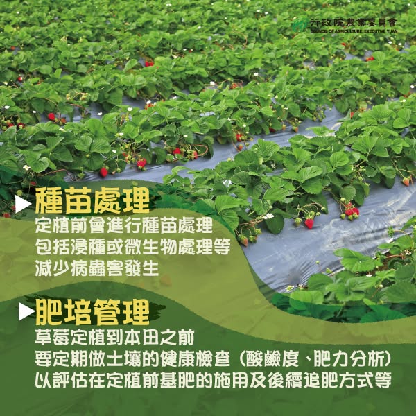 種苗處理&肥培管理
