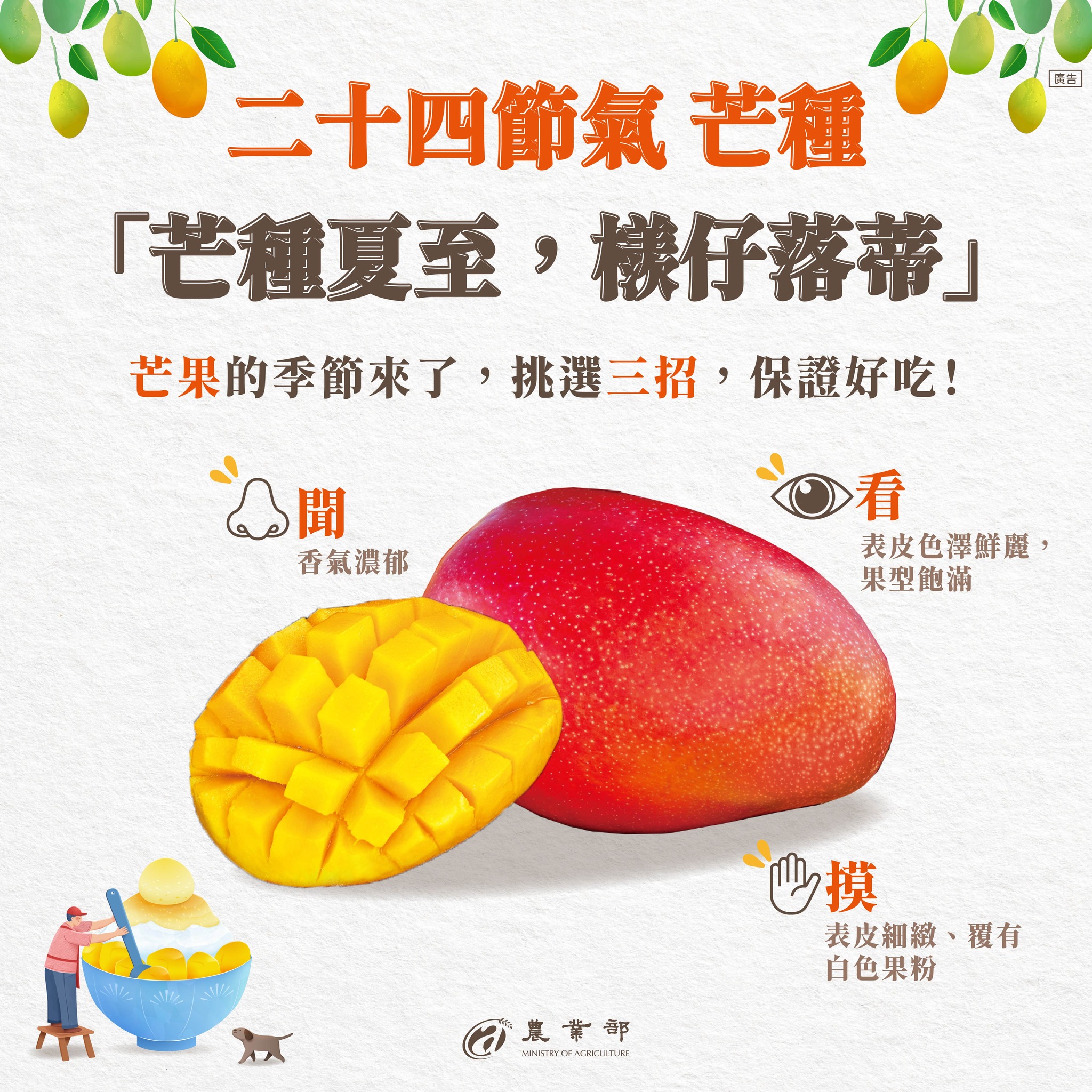 芒種夏至，檨仔落蒂
