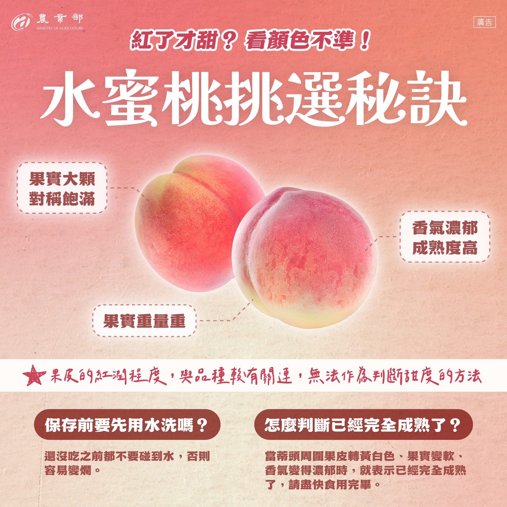 水蜜桃挑選秘訣