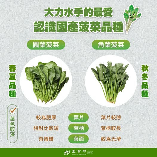 認識國產菠菜品種