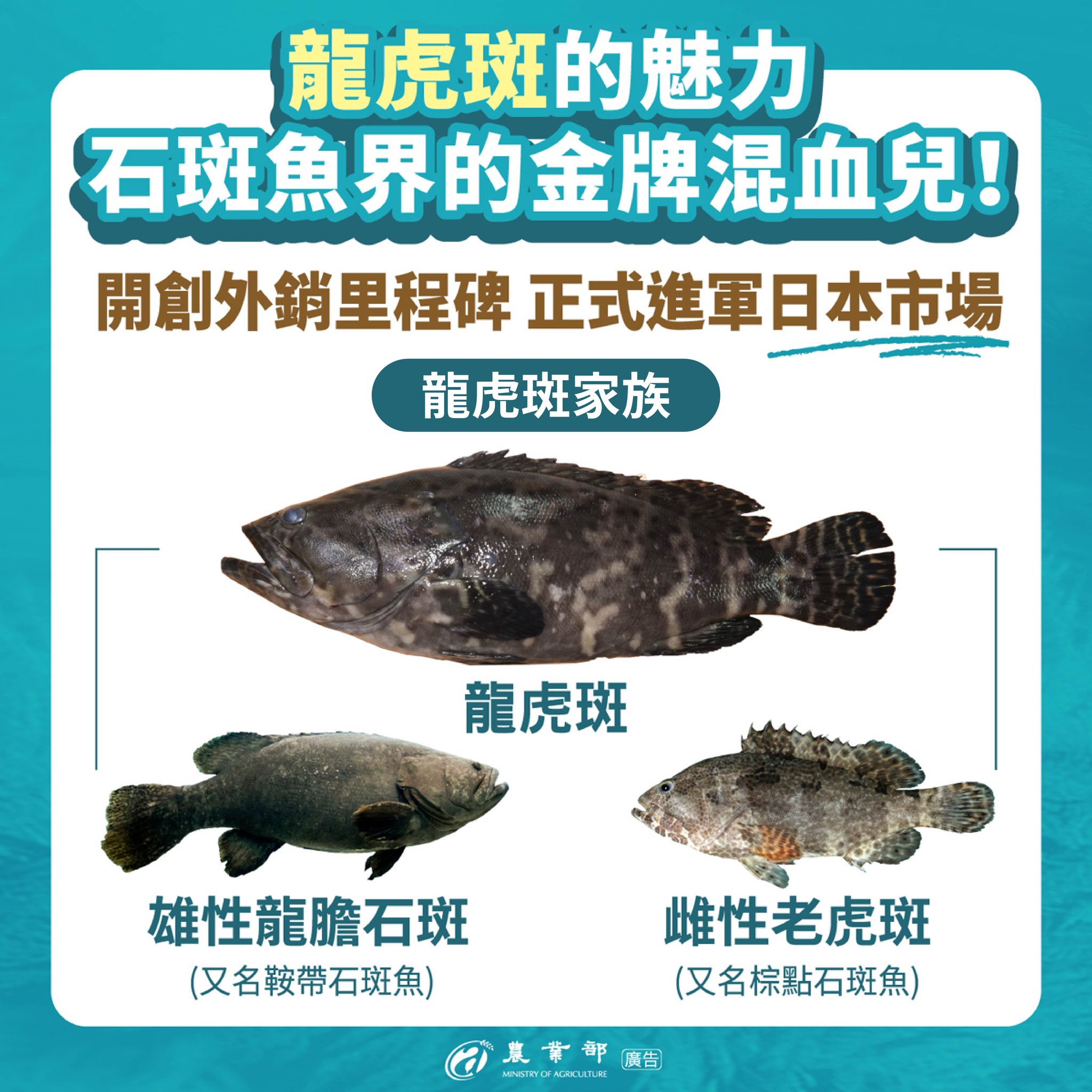 石斑魚界的金牌混血兒