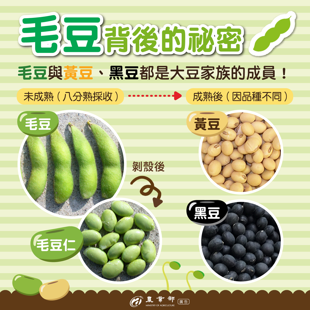 毛豆背後的秘密