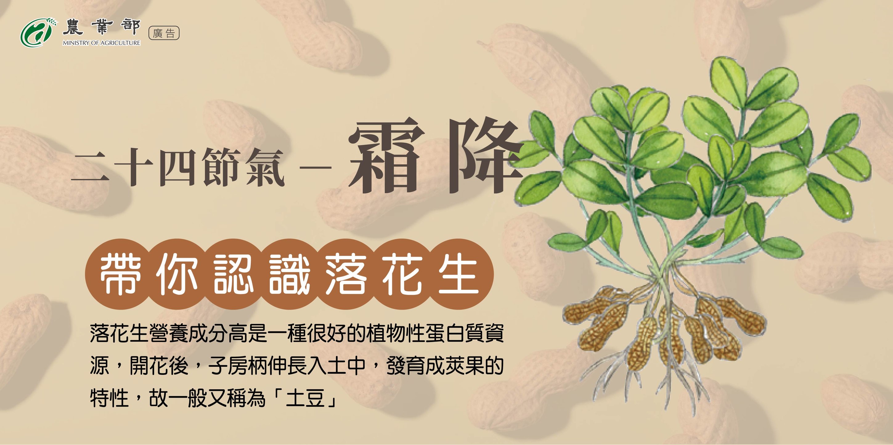 帶你認識落花生