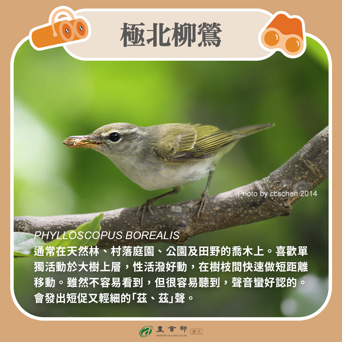 極北柳鶯
