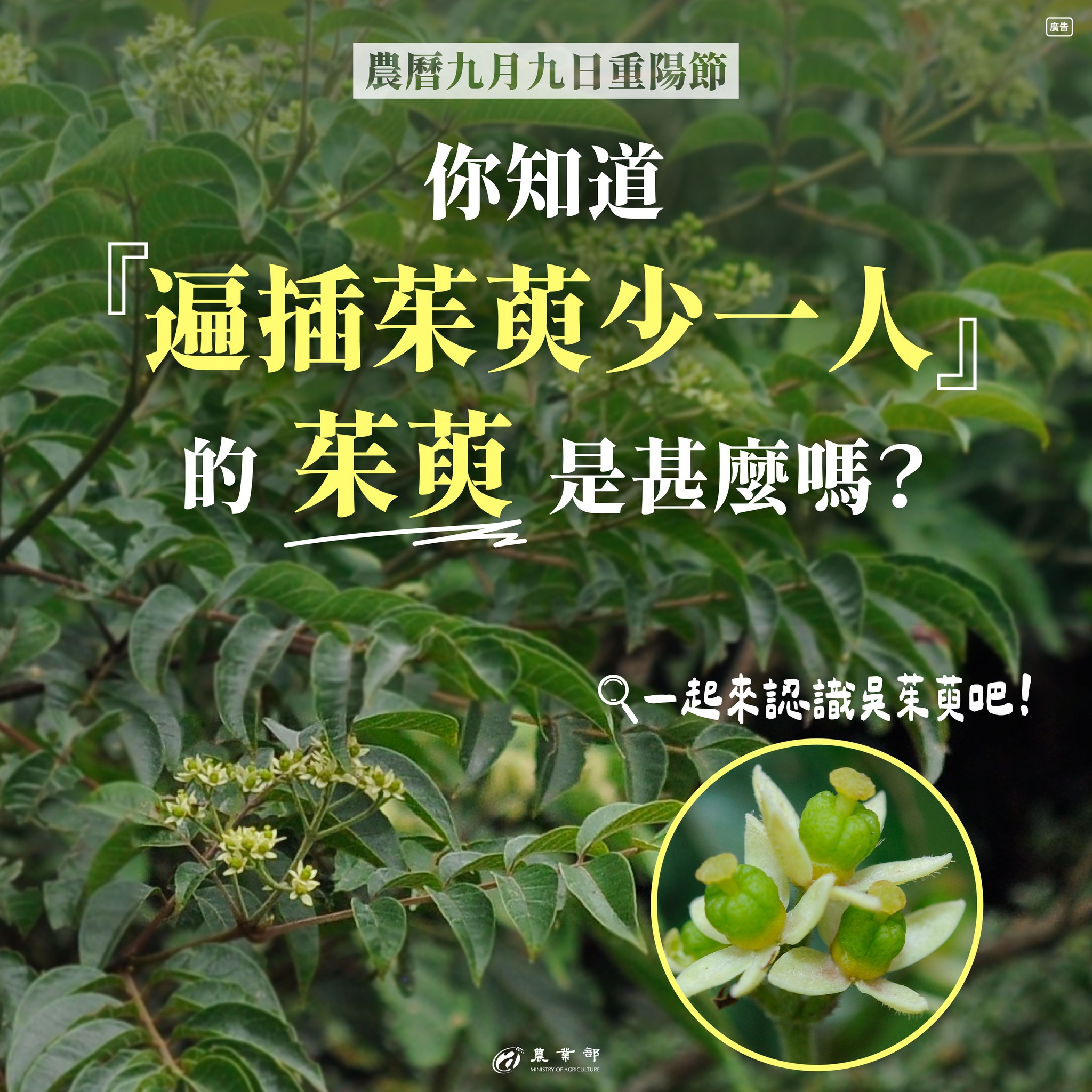 一起來認識茱萸吧!