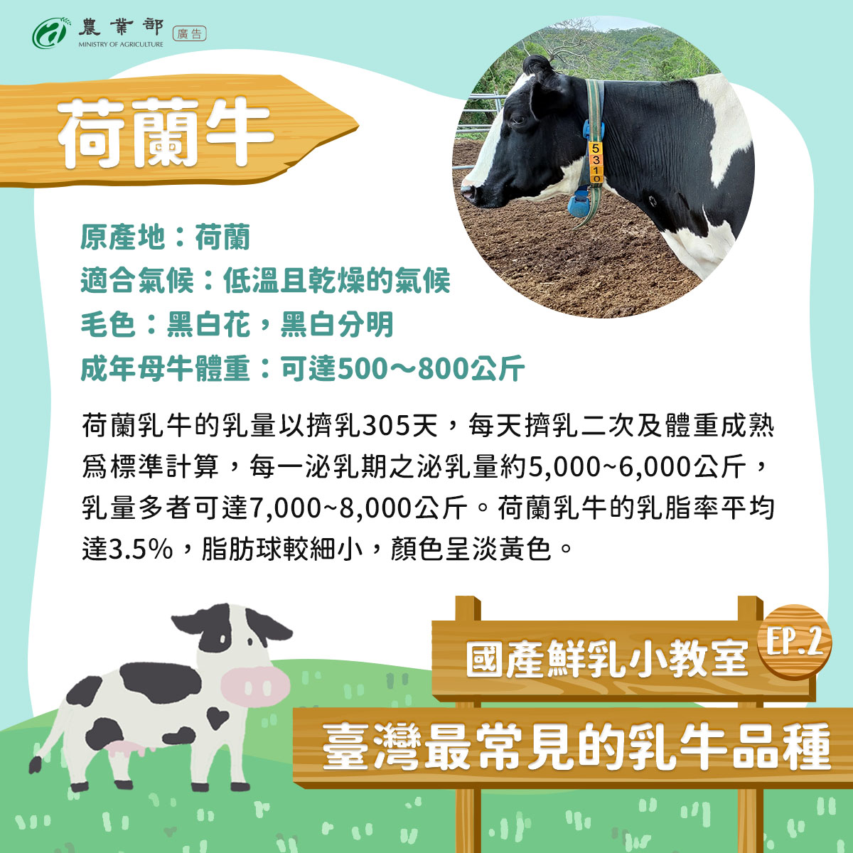 臺灣最常見的乳牛品種