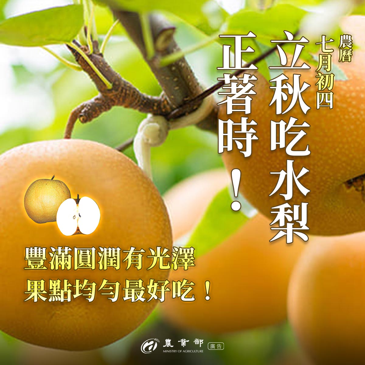立秋食水梨正著時