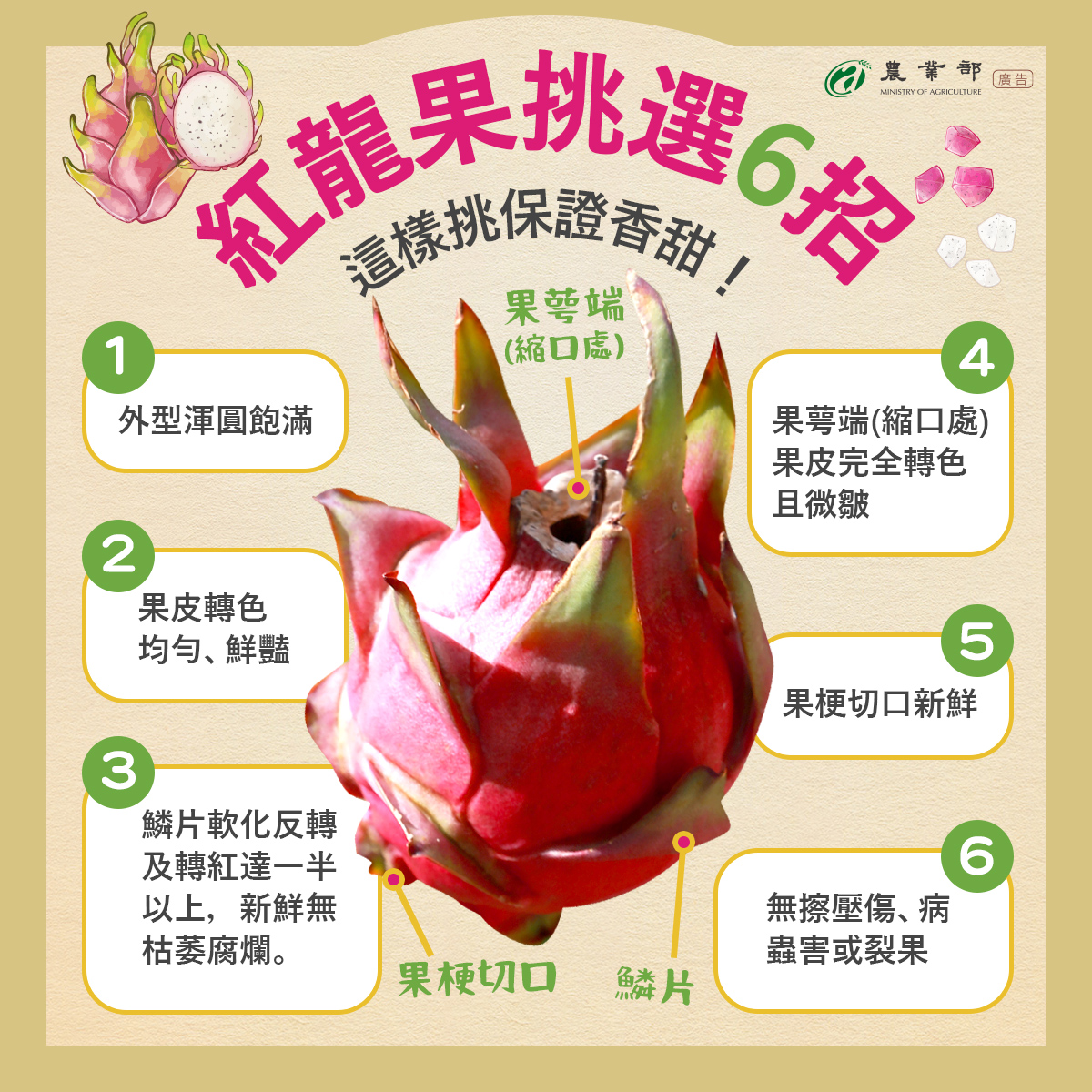 紅龍果挑選６招