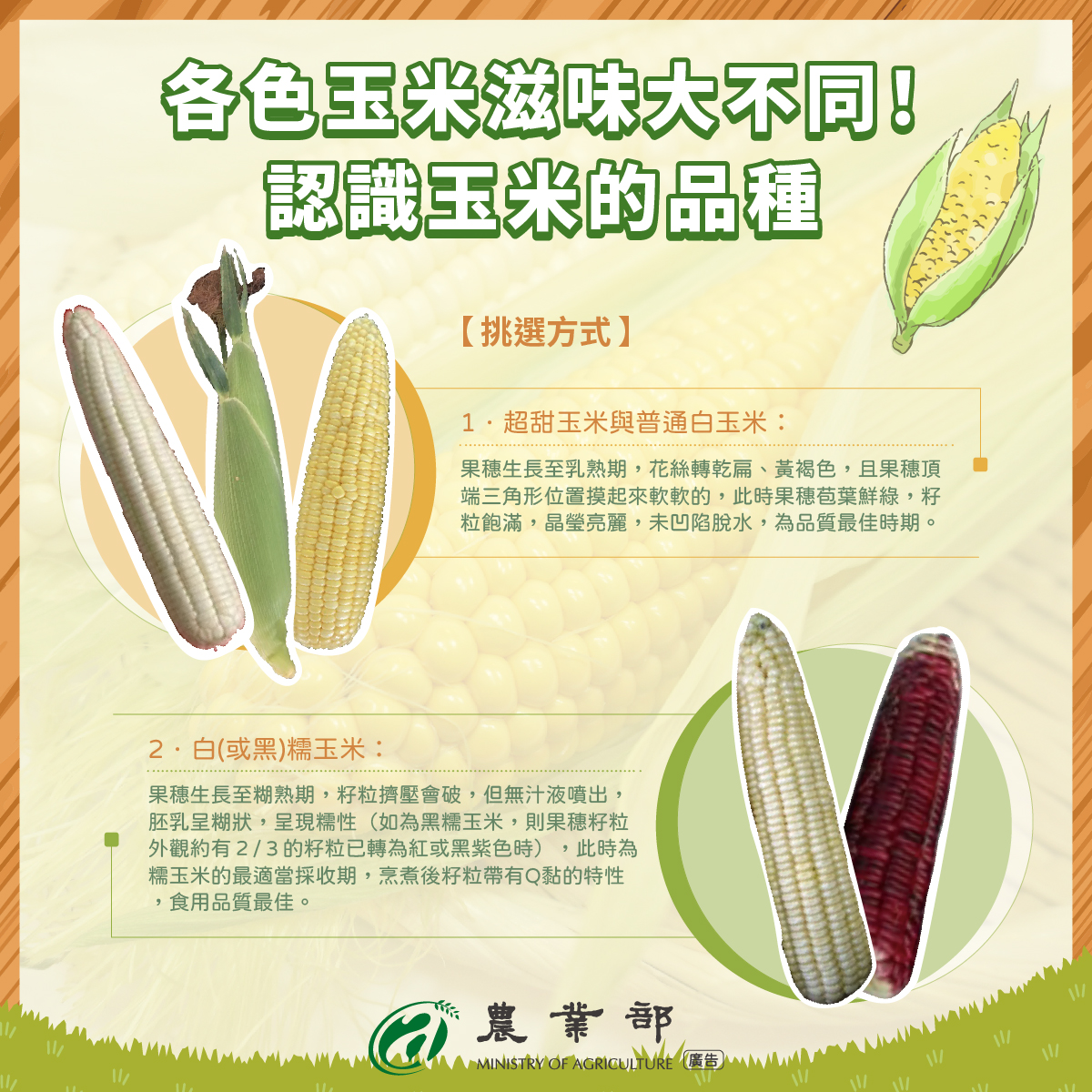各色玉米滋味大不同