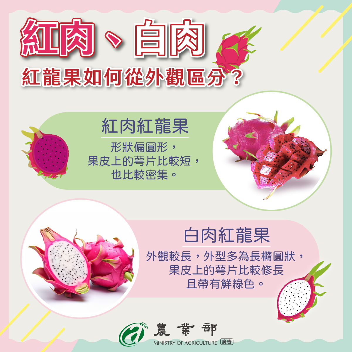 紅龍果如何從外觀區分？