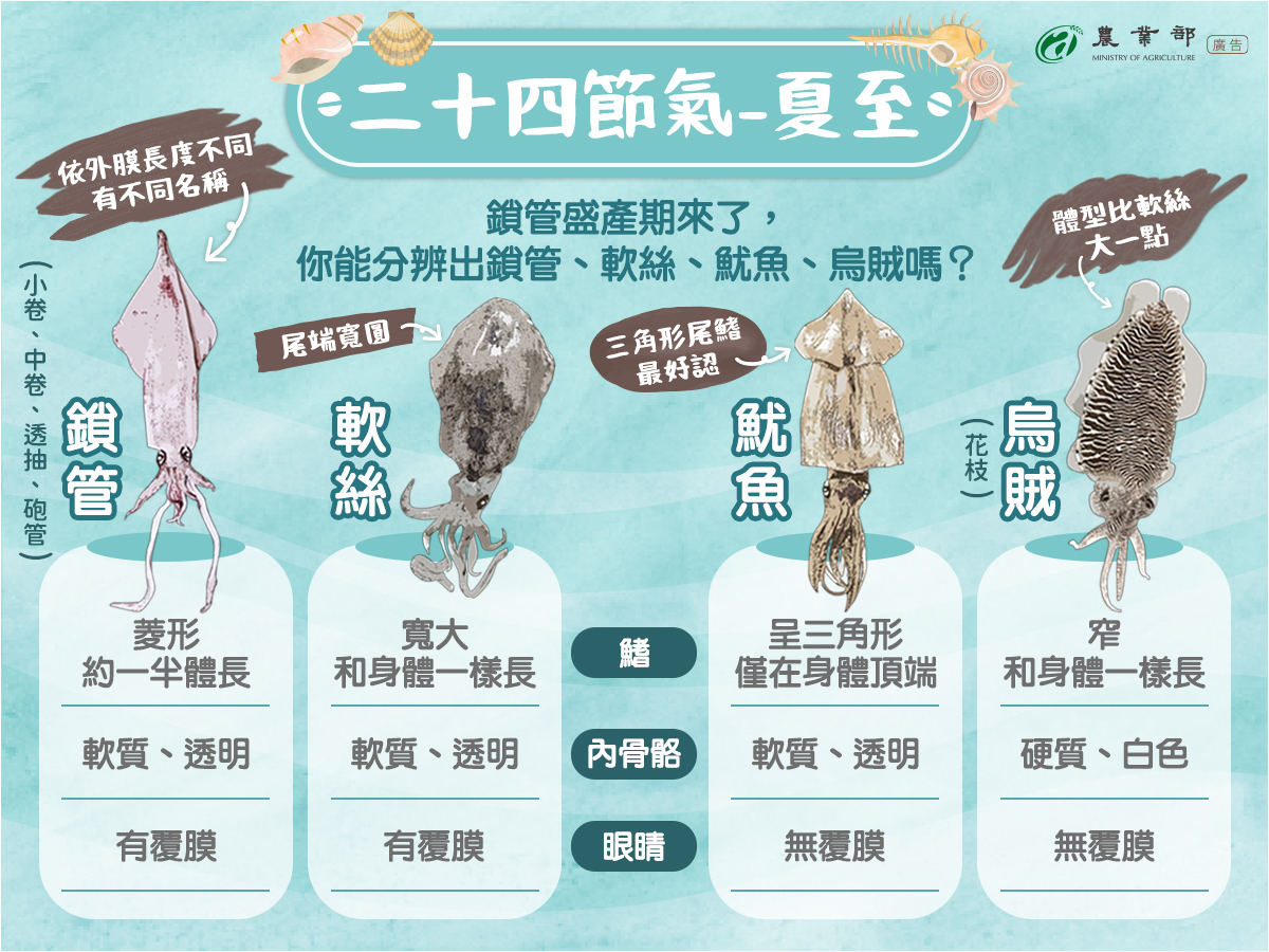 你能分辨出鎖管、軟絲、魷魚和烏賊嗎?