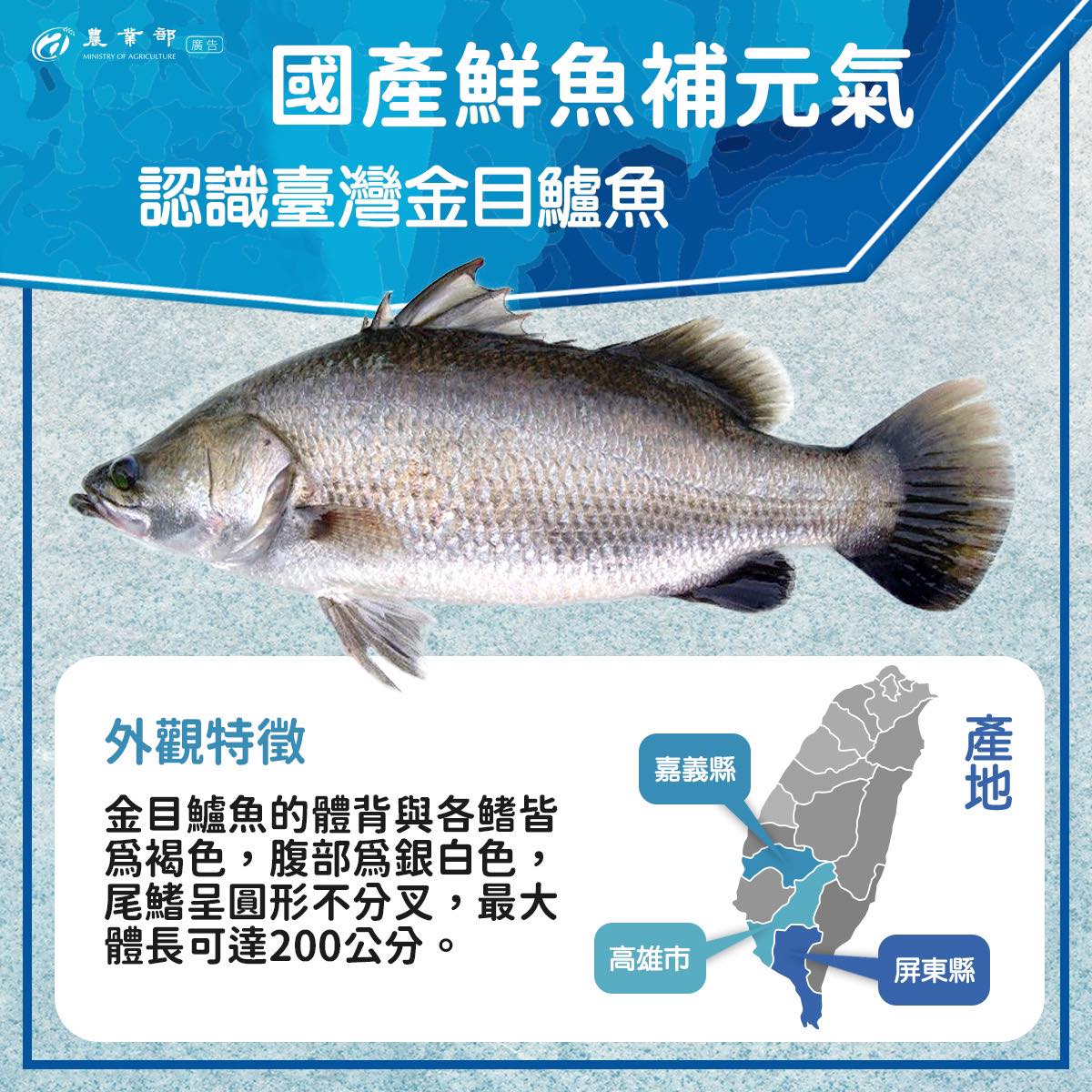 國產鮮魚補元氣