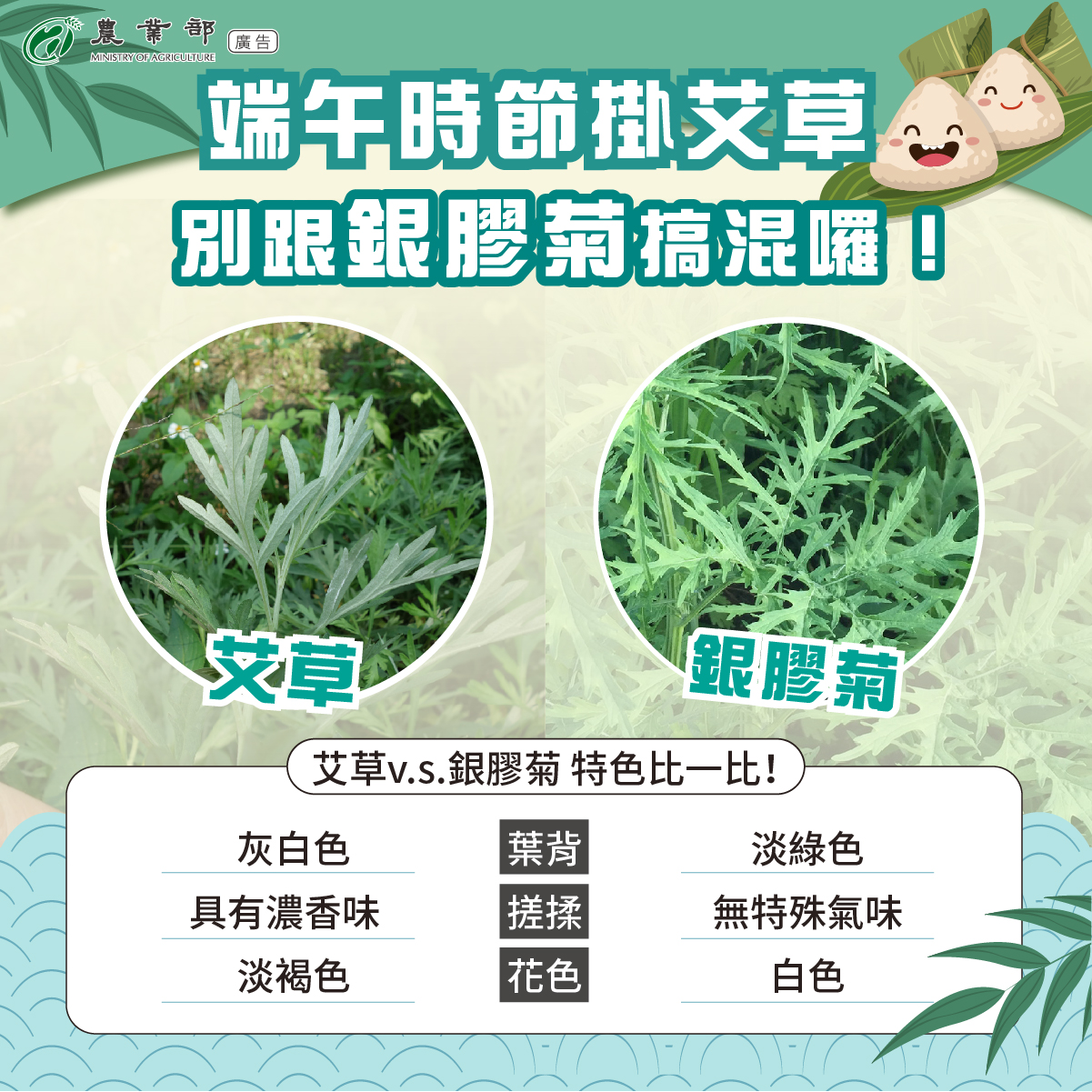 如何區分艾草與銀膠菊