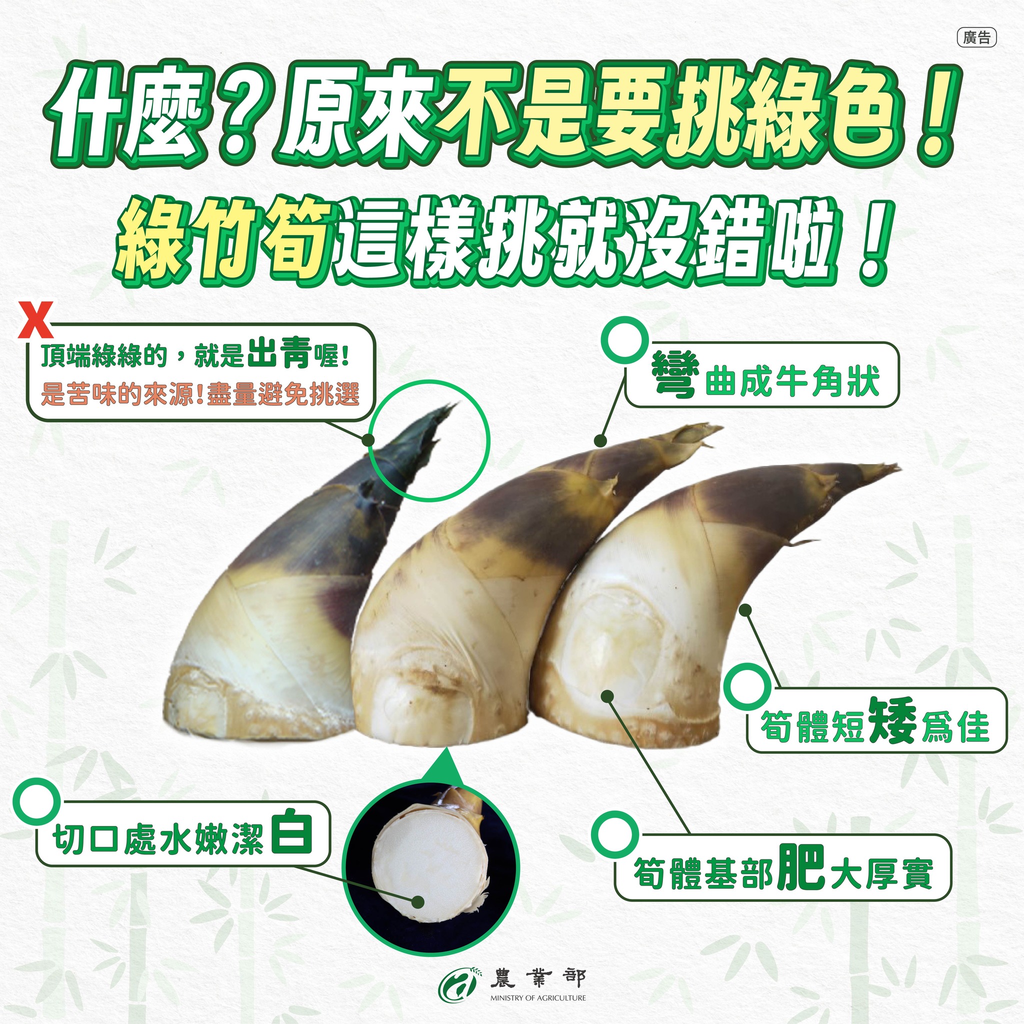 綠竹筍這樣挑就沒錯
