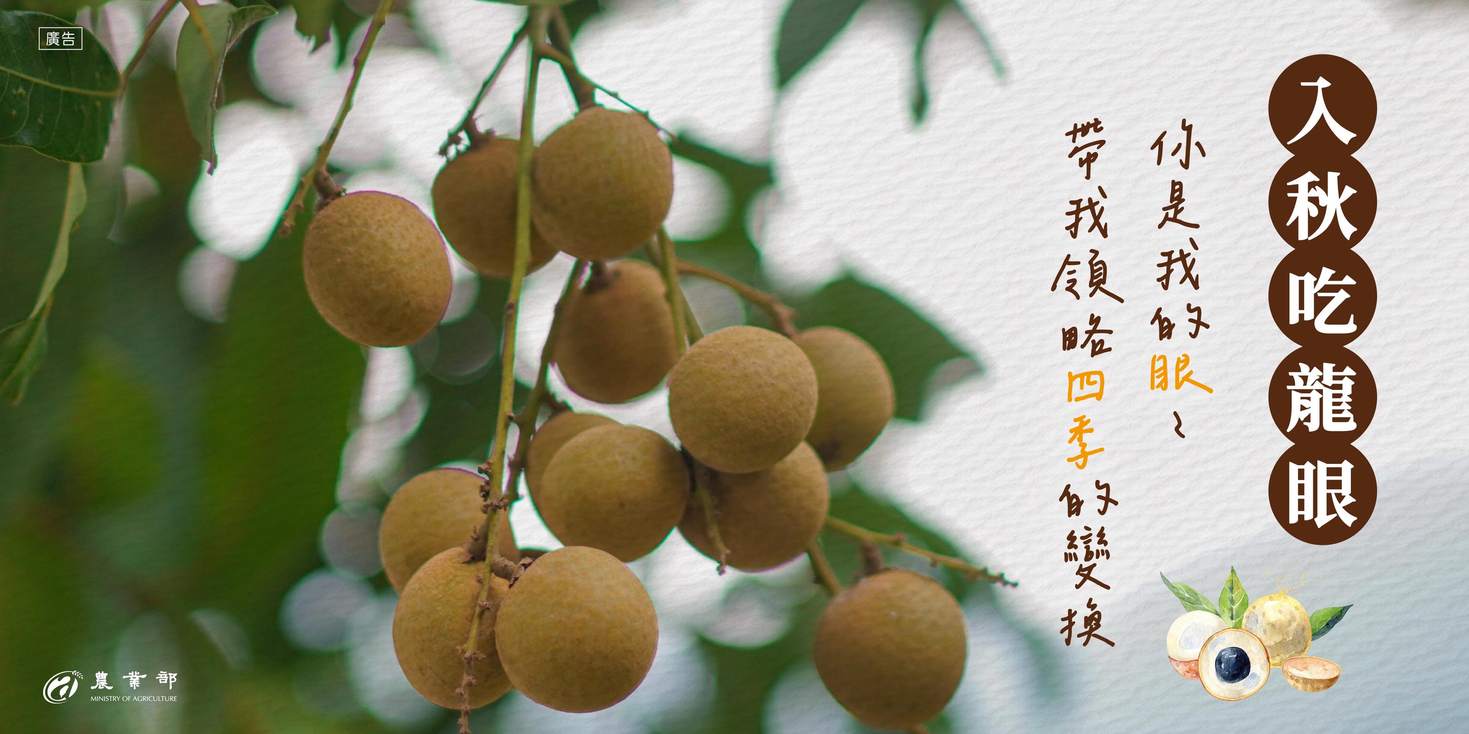 入秋吃龍眼！你是我的眼~帶我領略四季的變換，常見龍眼大公開！