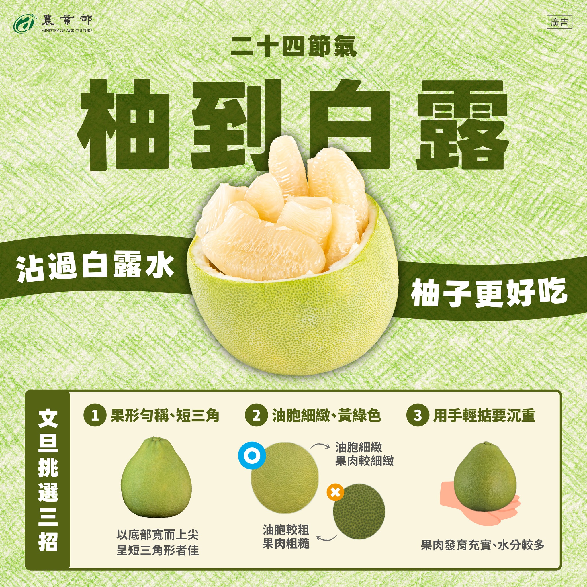 二十四節氣--白露,文旦的季節來了!