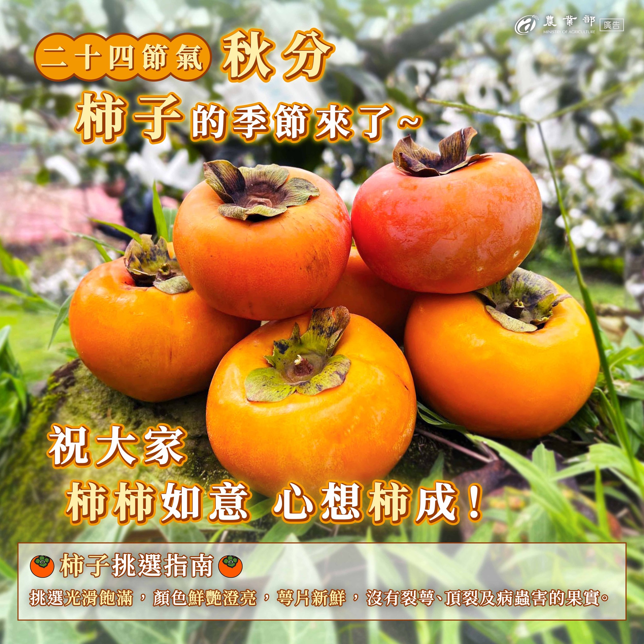 秋分，柿子紅了！祝大家「柿柿」如意、心想「柿」成！